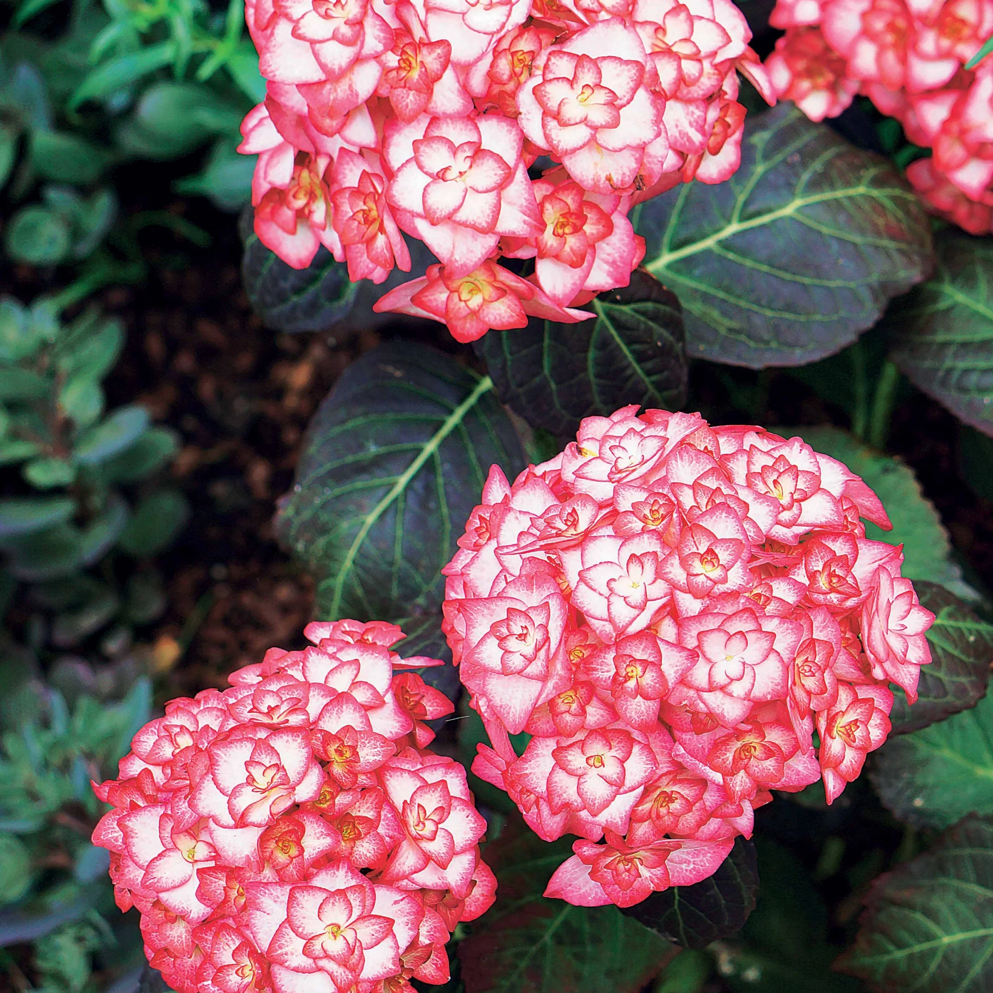 Boerenhortensia 'Miss Saori'® - Image 5
