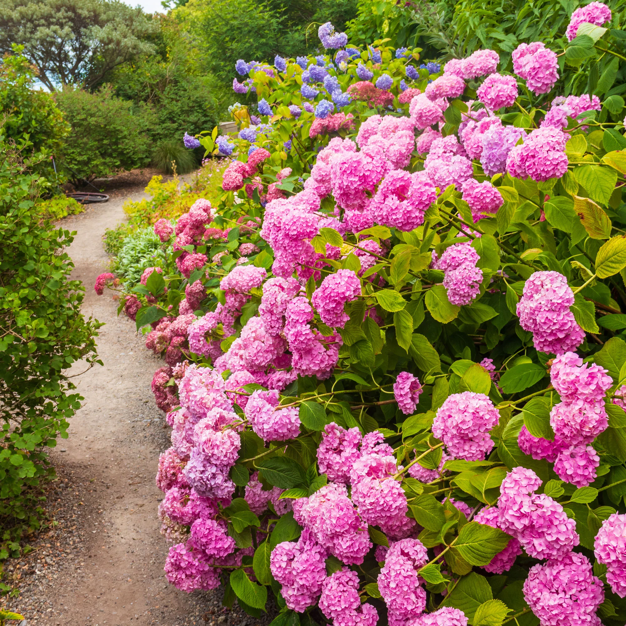 Roze Boerenhortensia
