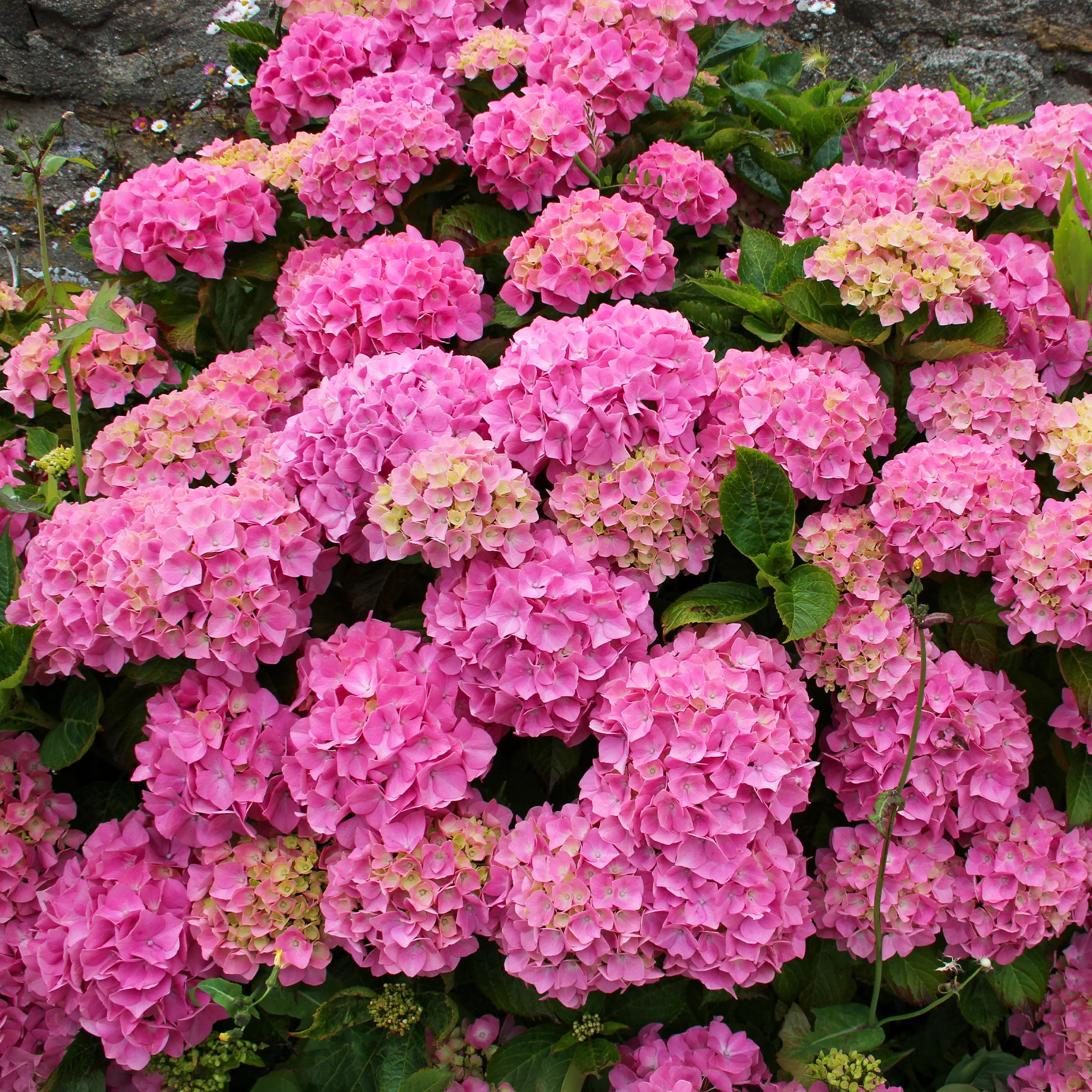 Roze Boerenhortensia - Image 5