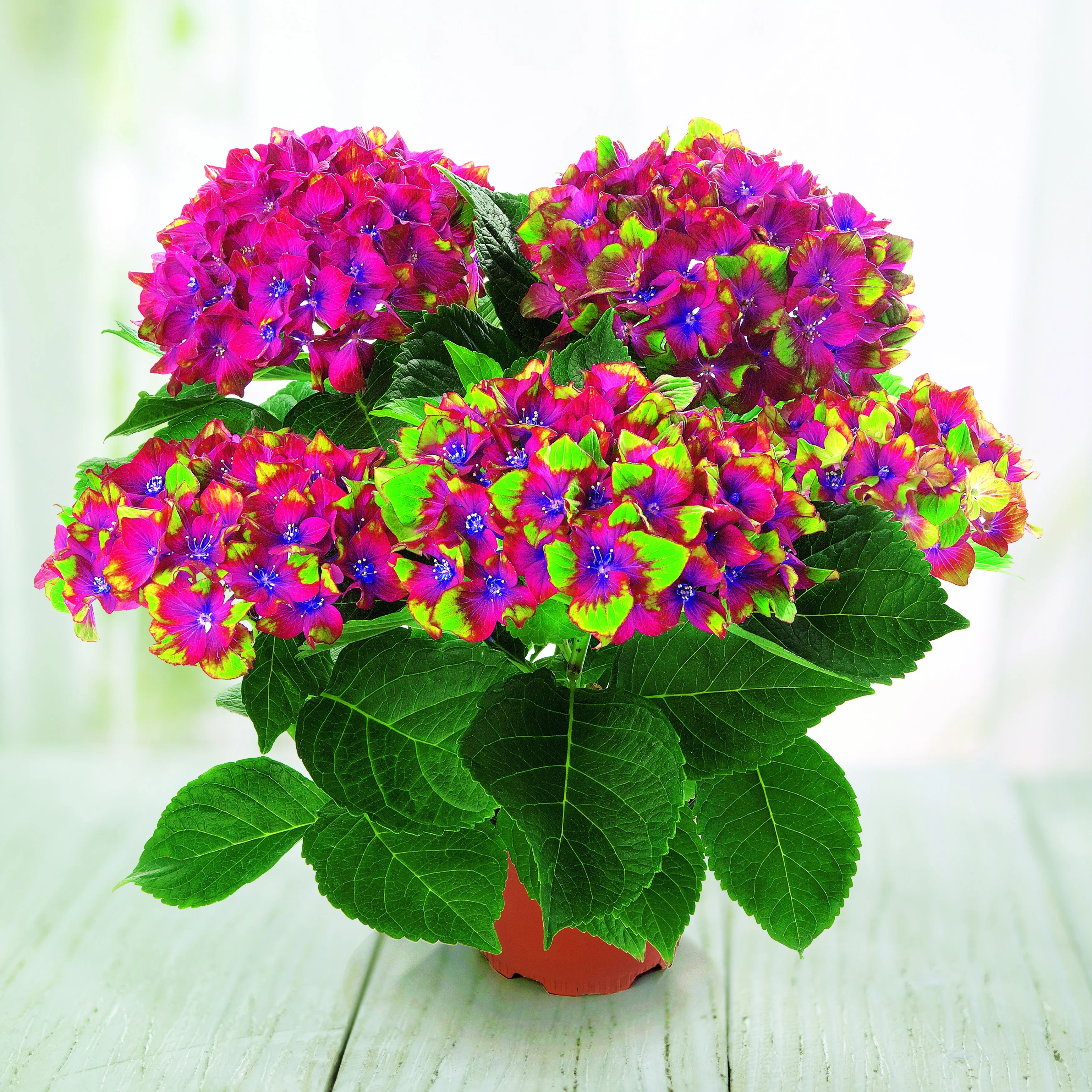 Boerenhortensia 'Saxon'® - Image 2