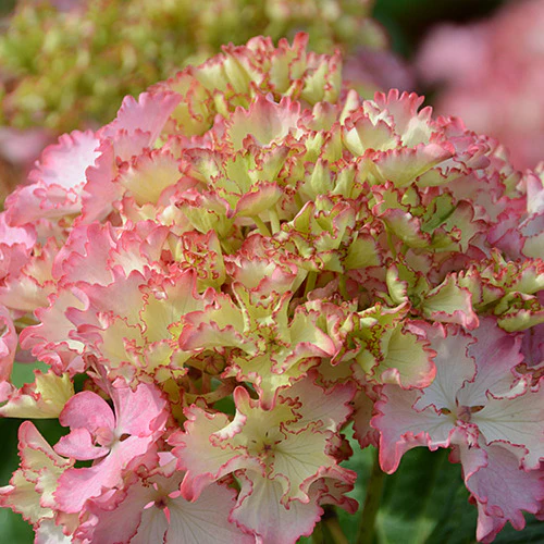 Boerenhortensia 'So Long® Sunny'