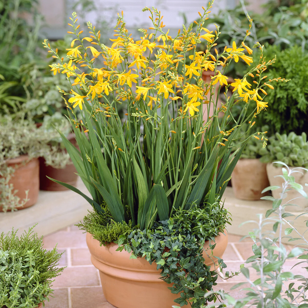 Bollen Crocosmia Montbretia George Davidson (x10) - Image 2