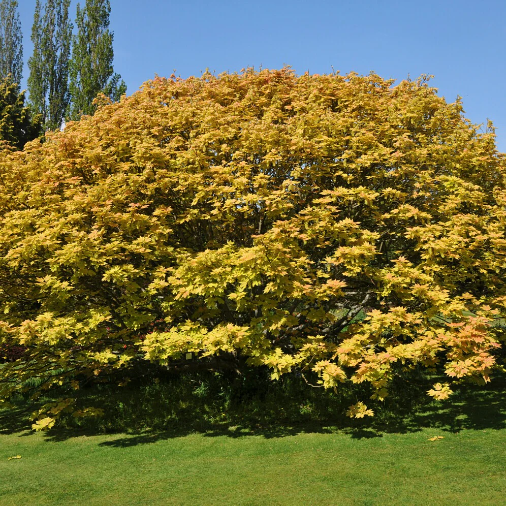 Bonte Bol Esdoorn - Image 2