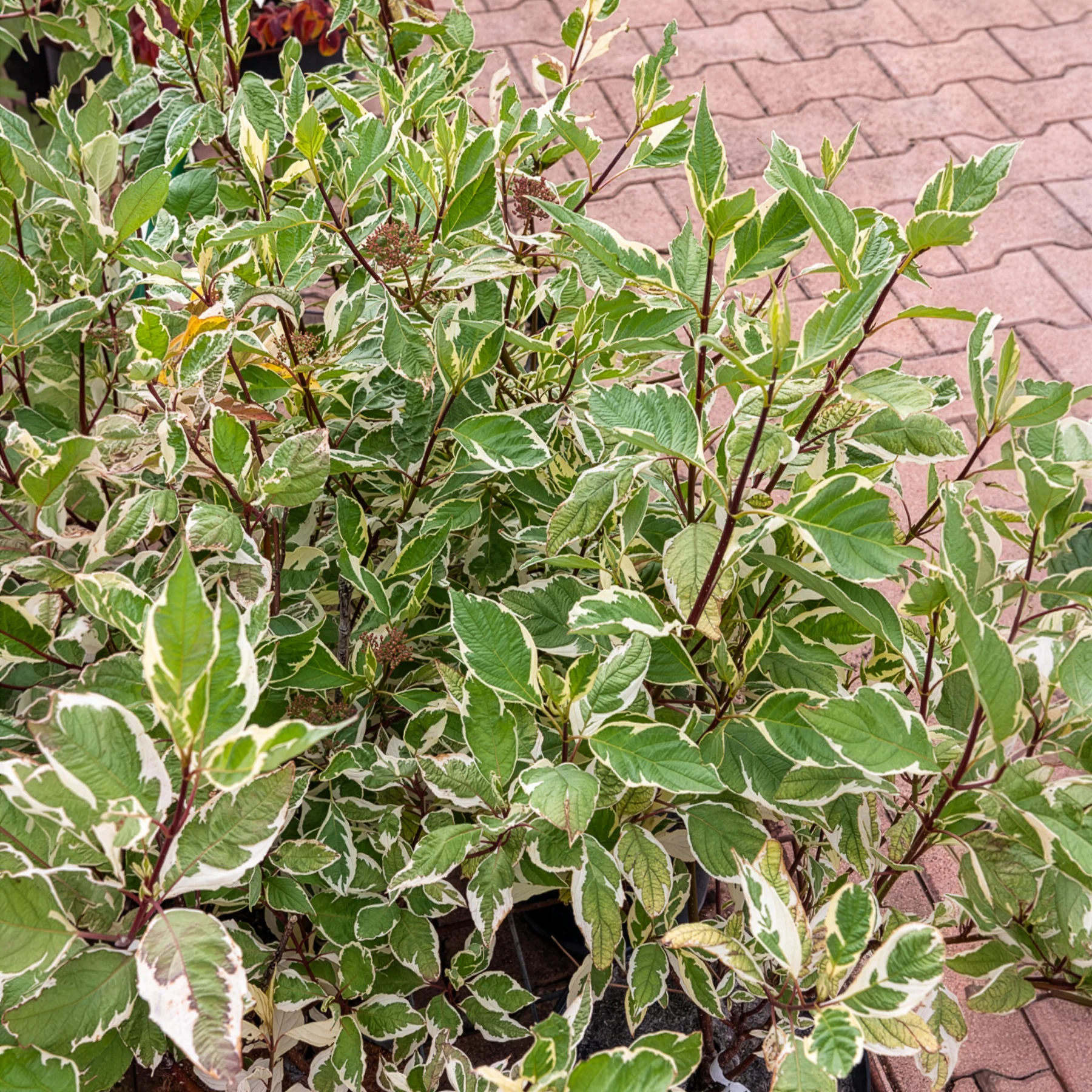 Bonte kornoelje 'Elegantissima'
