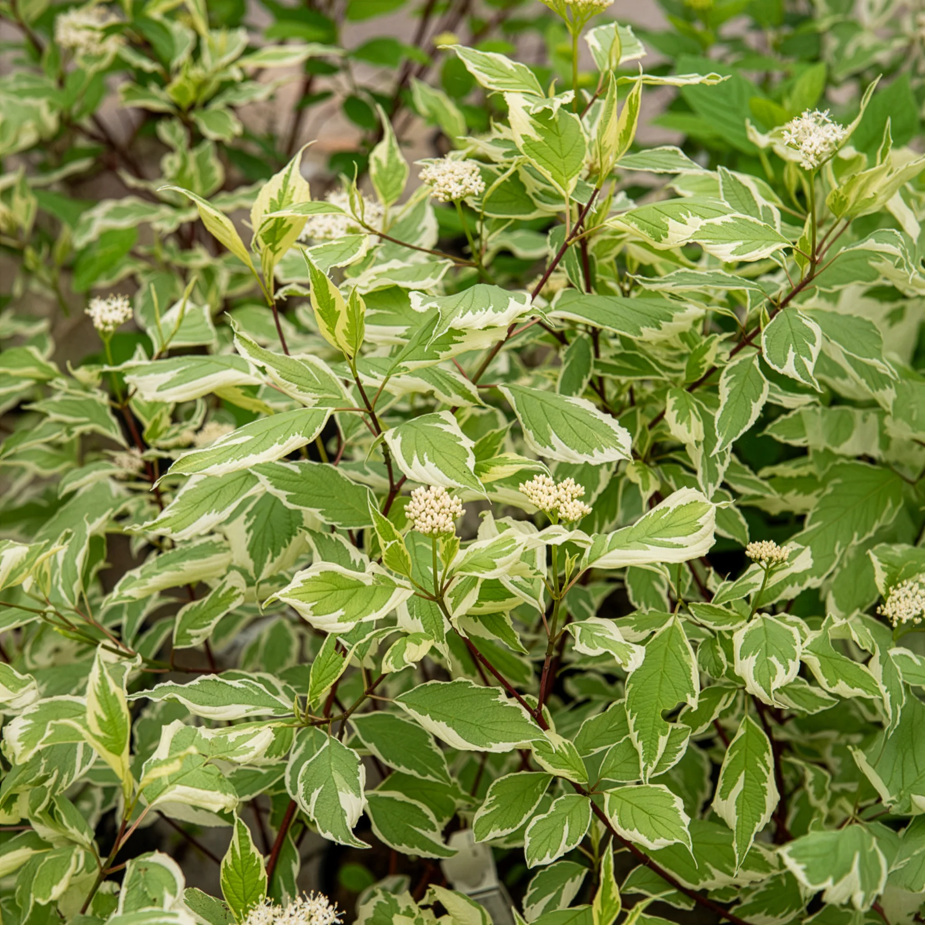 Bonte kornoelje 'Elegantissima' - Image 6
