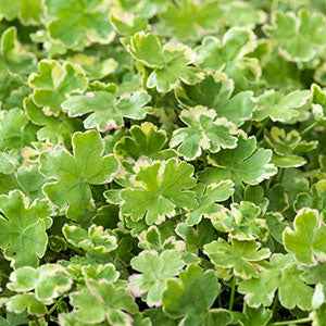 Variegata waterschaal