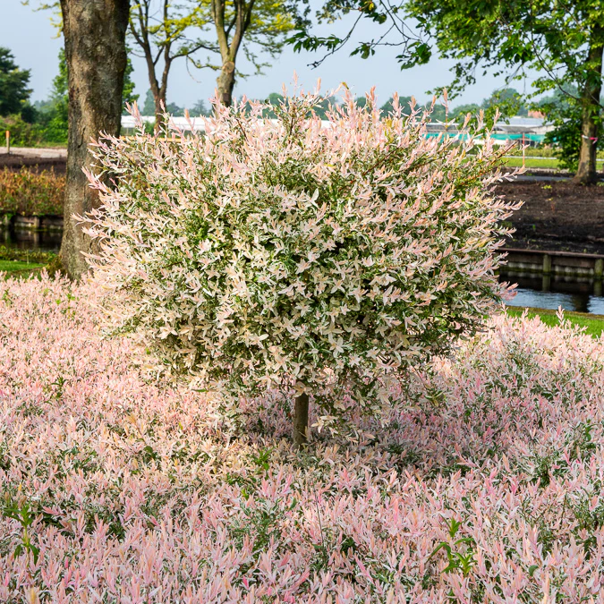 Bonte wilg 'Flamingo' - op stam
