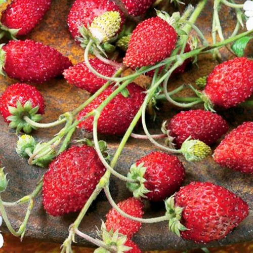 Miniatuur 2