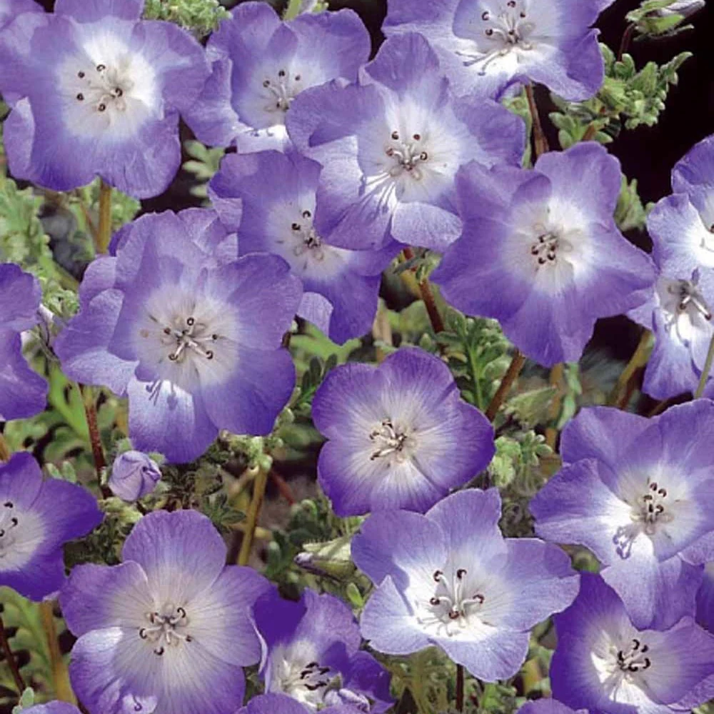 Bosliefje Nemophila Prince Gustav's Eyes