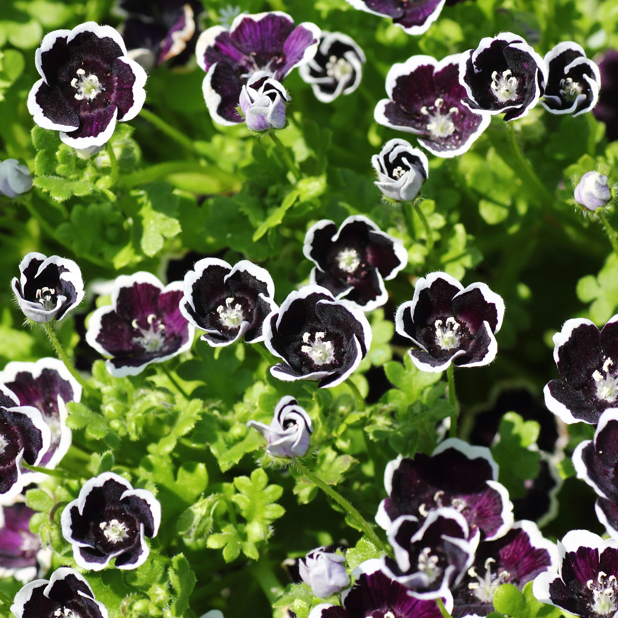 Miniatuur 1