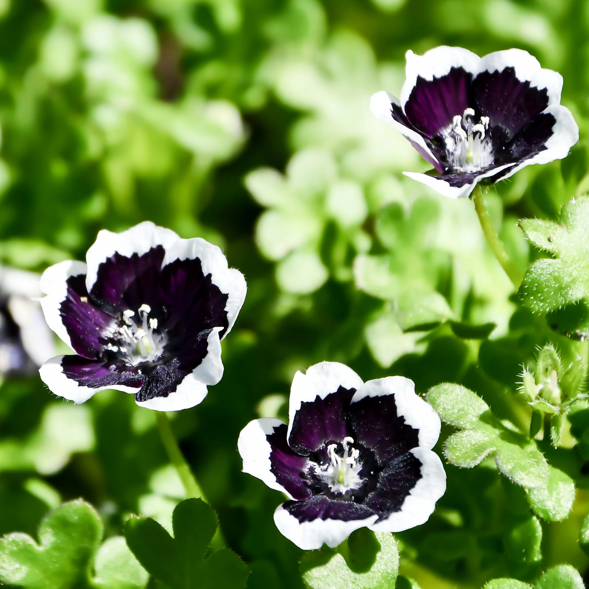 Miniatuur 2