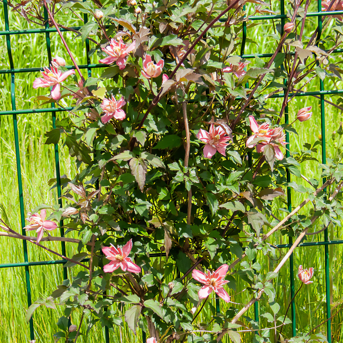 Bosrank 'Broughton Star' - Image 4