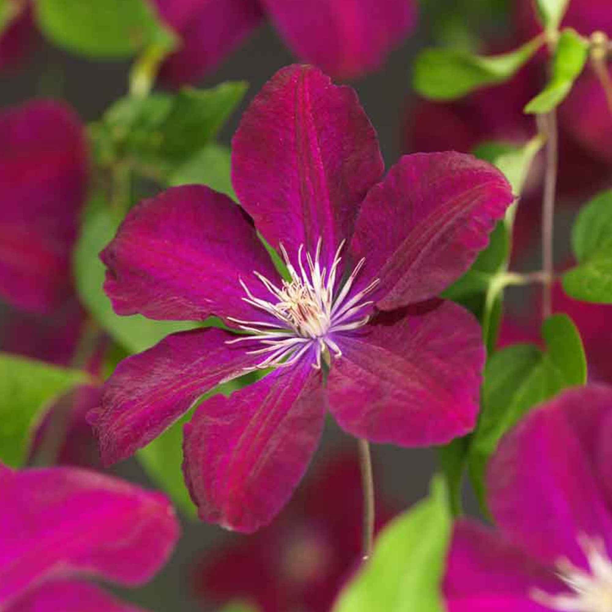 Miniatuur 1
