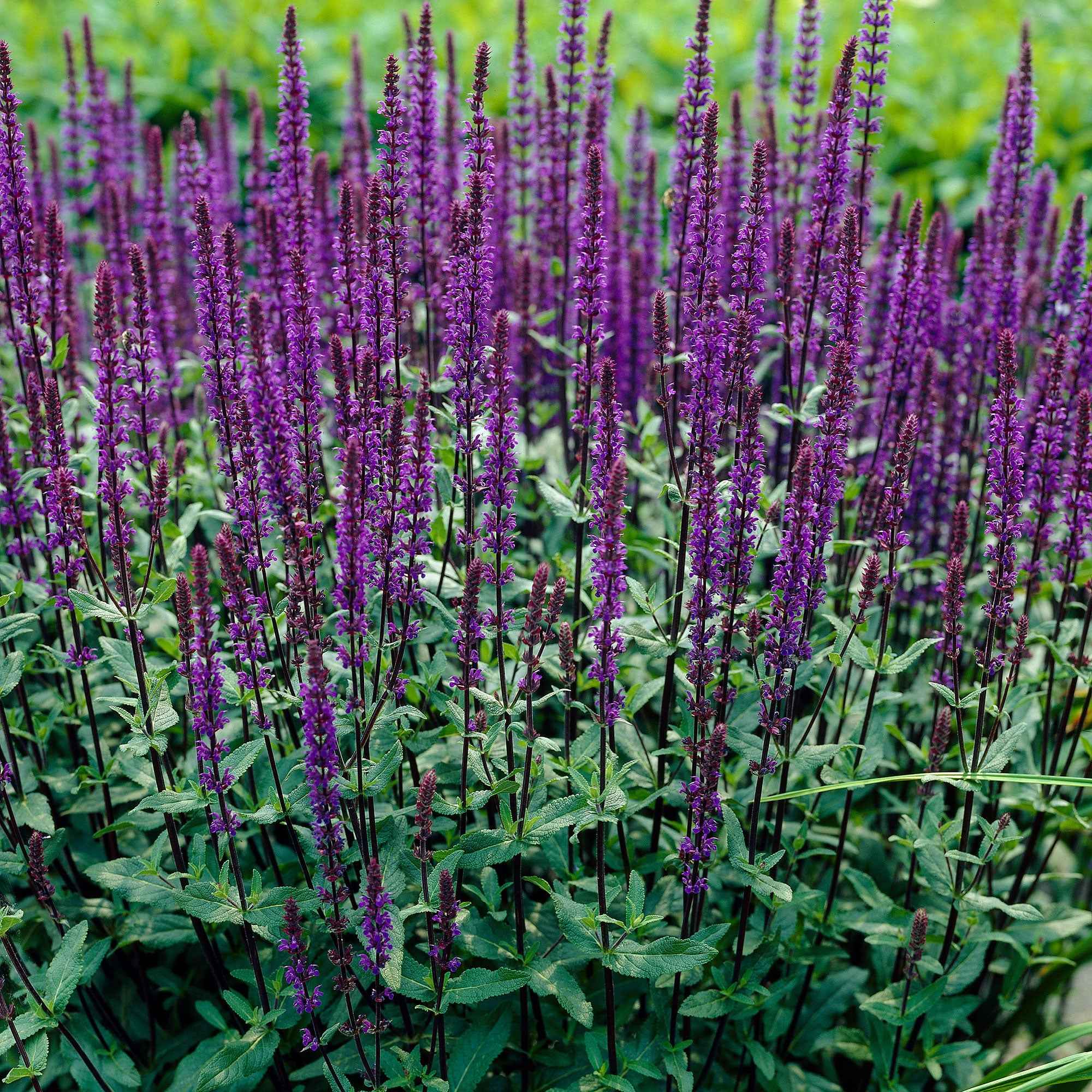 Bossalie 'Caradonna'