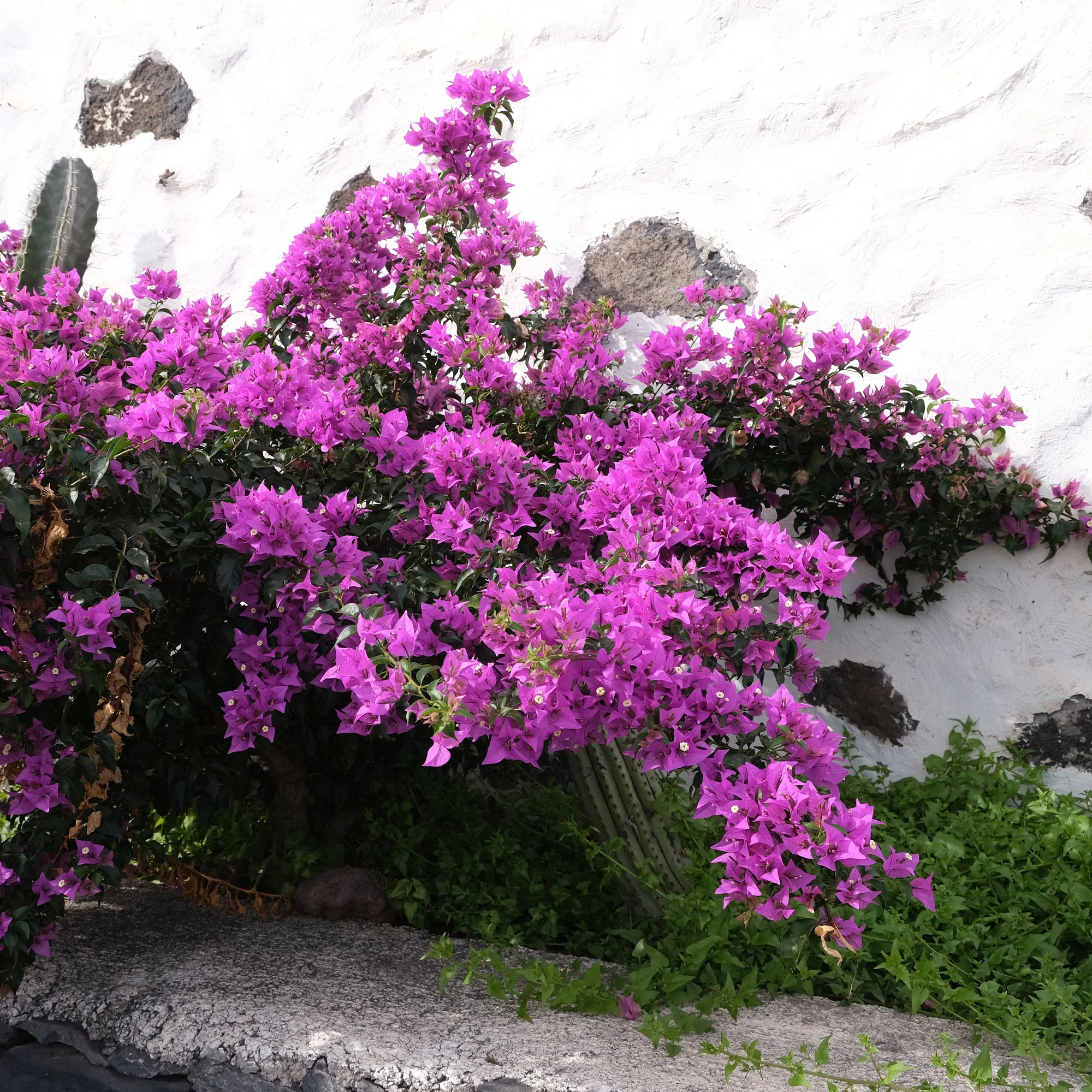 Bougainville - paars