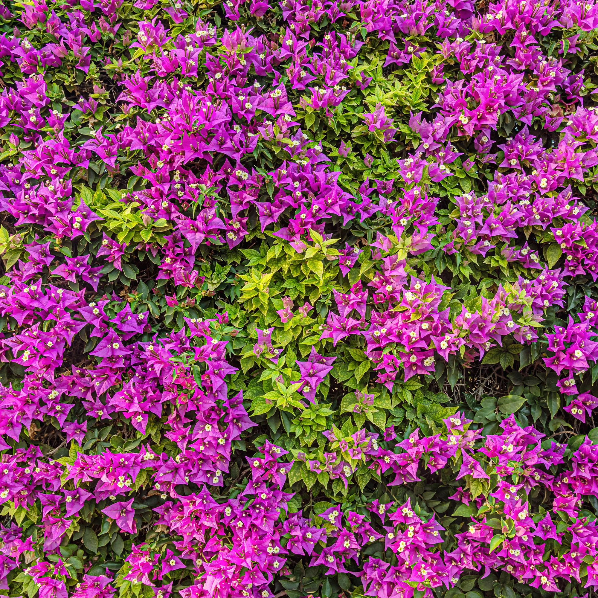 Bougainville - paars - Image 2