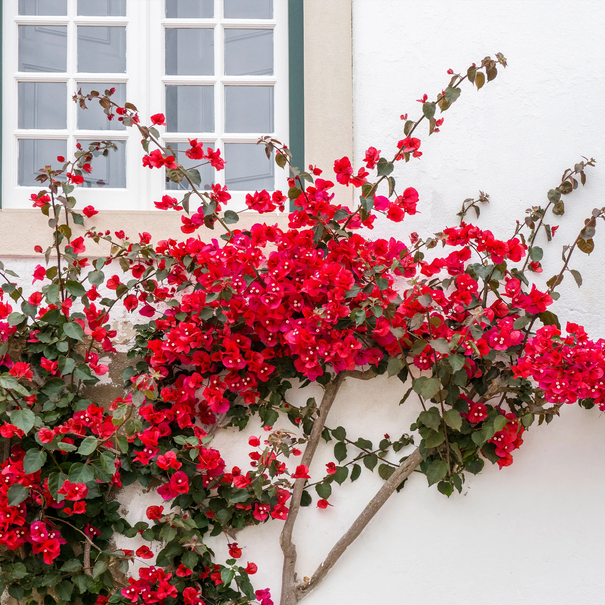 Bougainville - rood