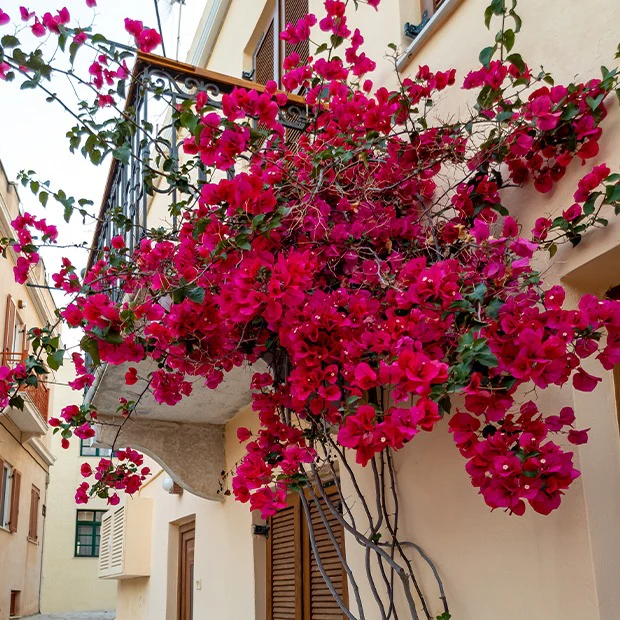 Bougainville - rood - Image 3