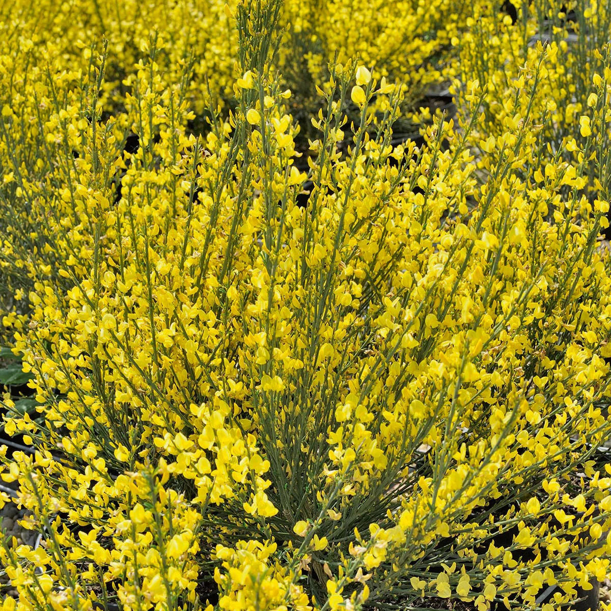 Brem 'Allgold' - Image 2