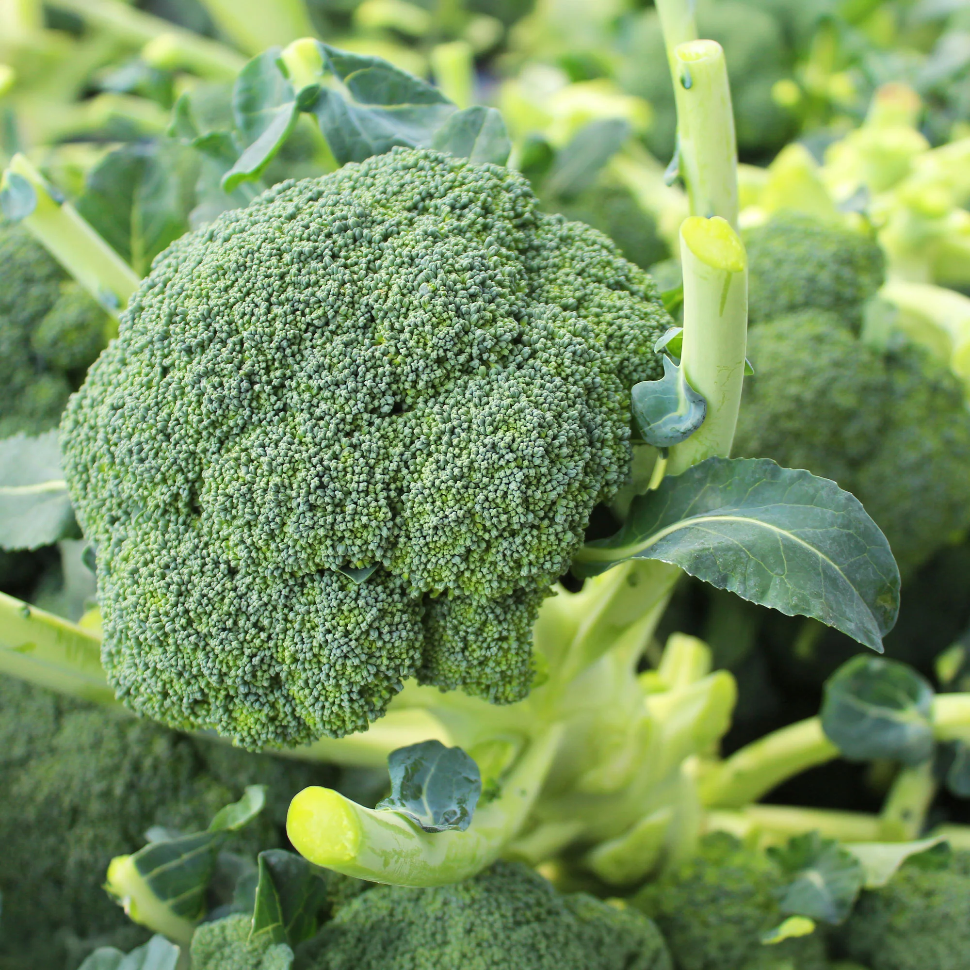 Broccoli Atlantis F