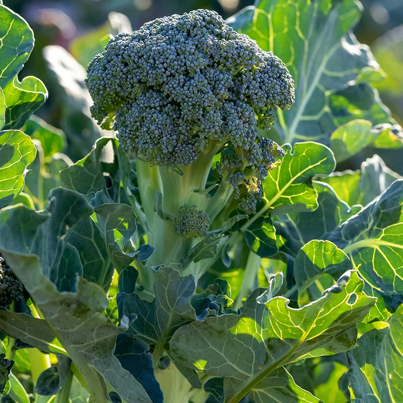 Broccoli Atlantis F - Image 2