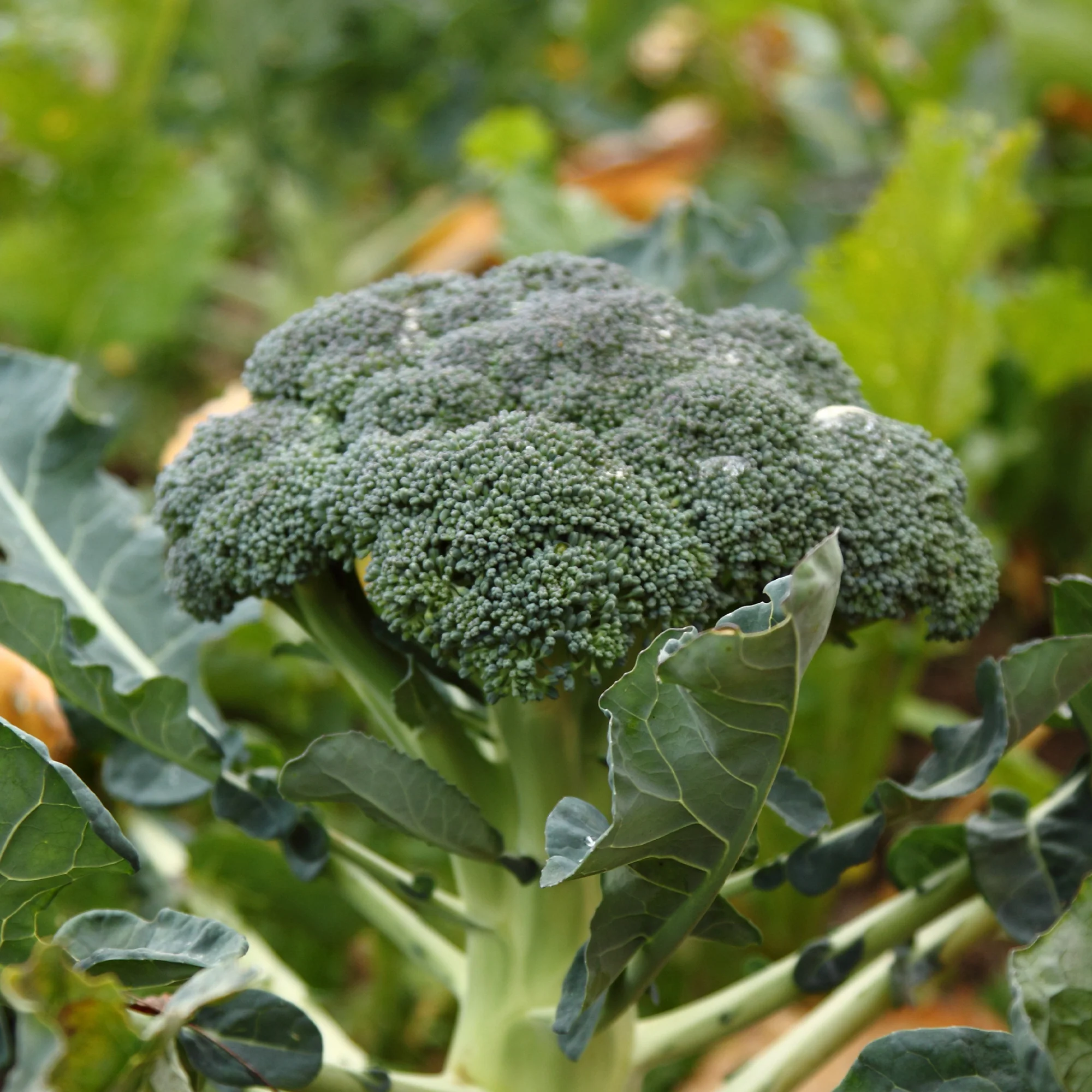 300 Broccoli zaden - Image 2