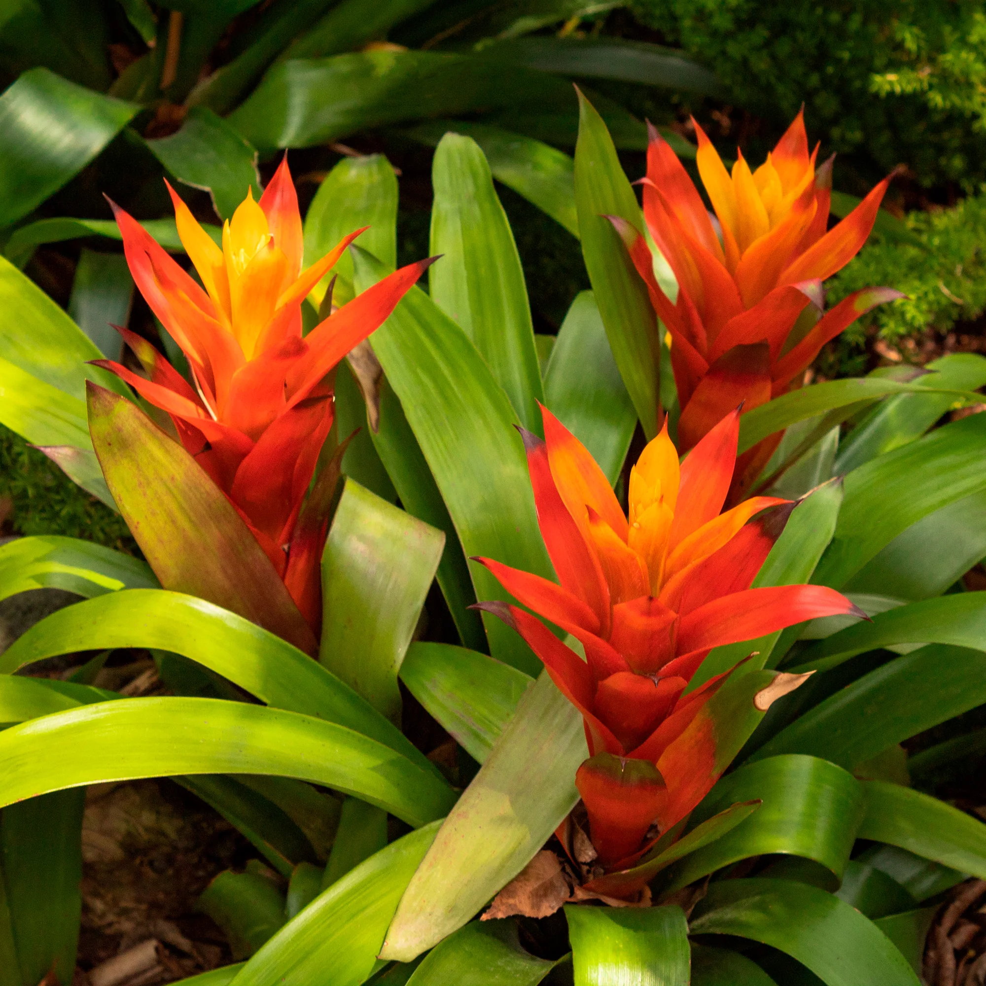 Bromelia oranje