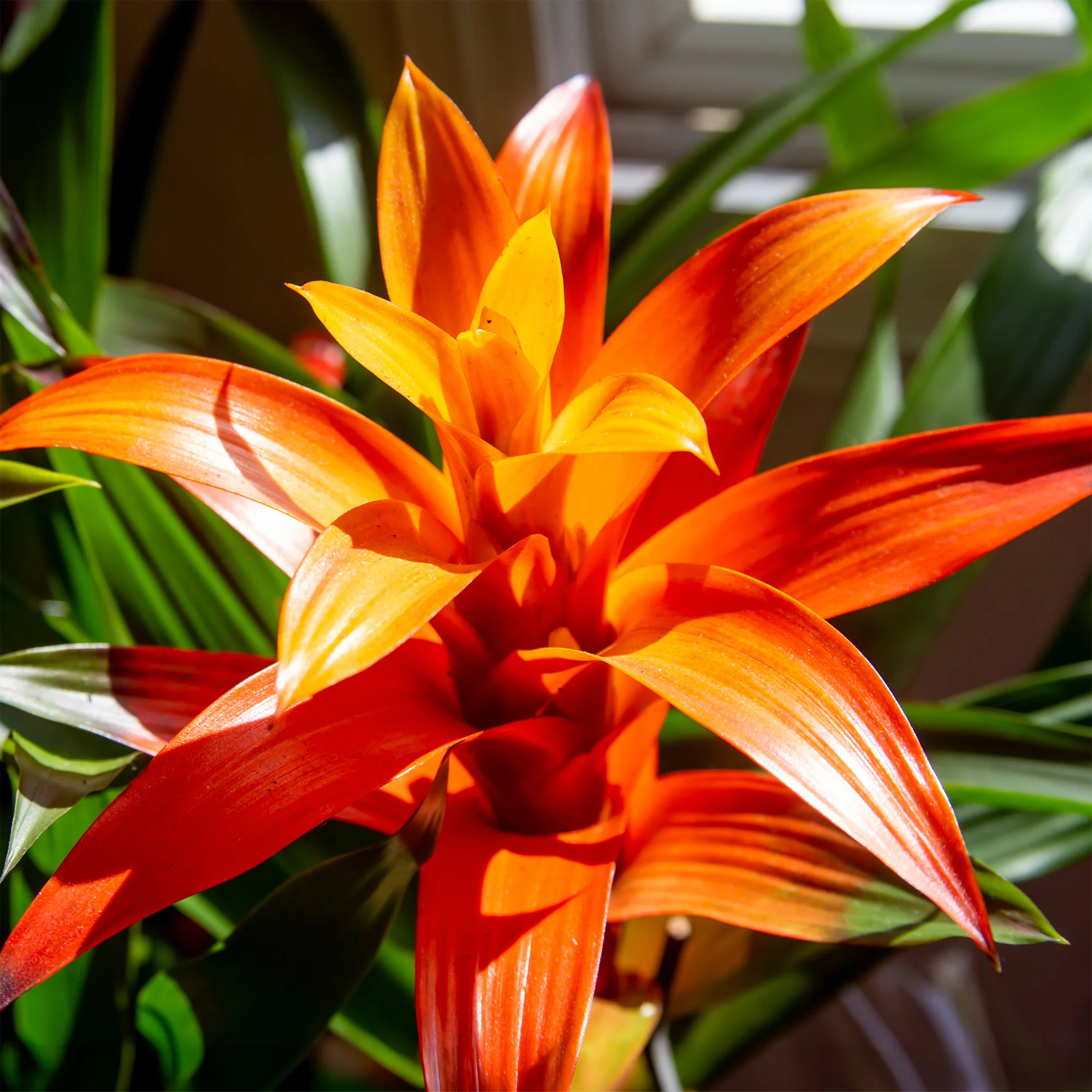 Bromelia oranje - Image 2