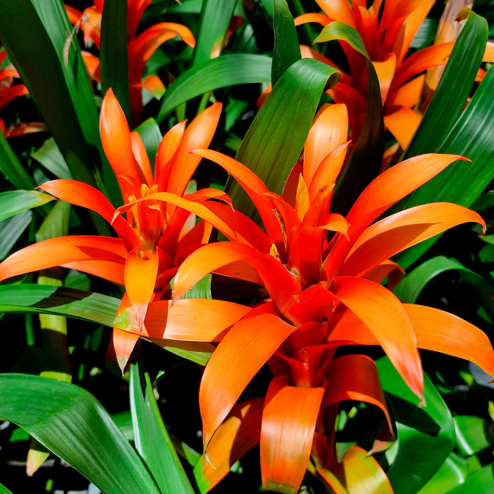 Bromelia oranje - Image 3