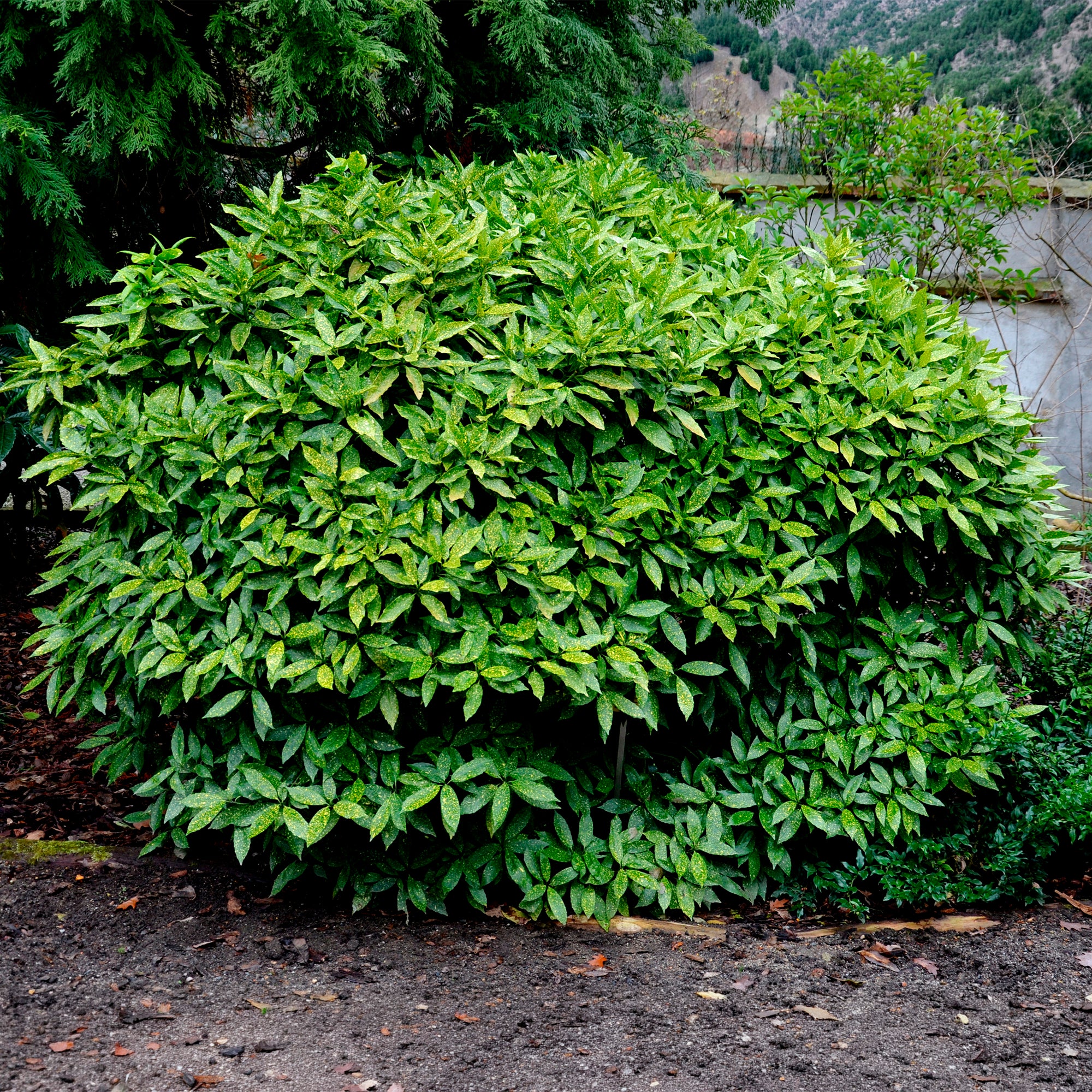 Miniatuur 1