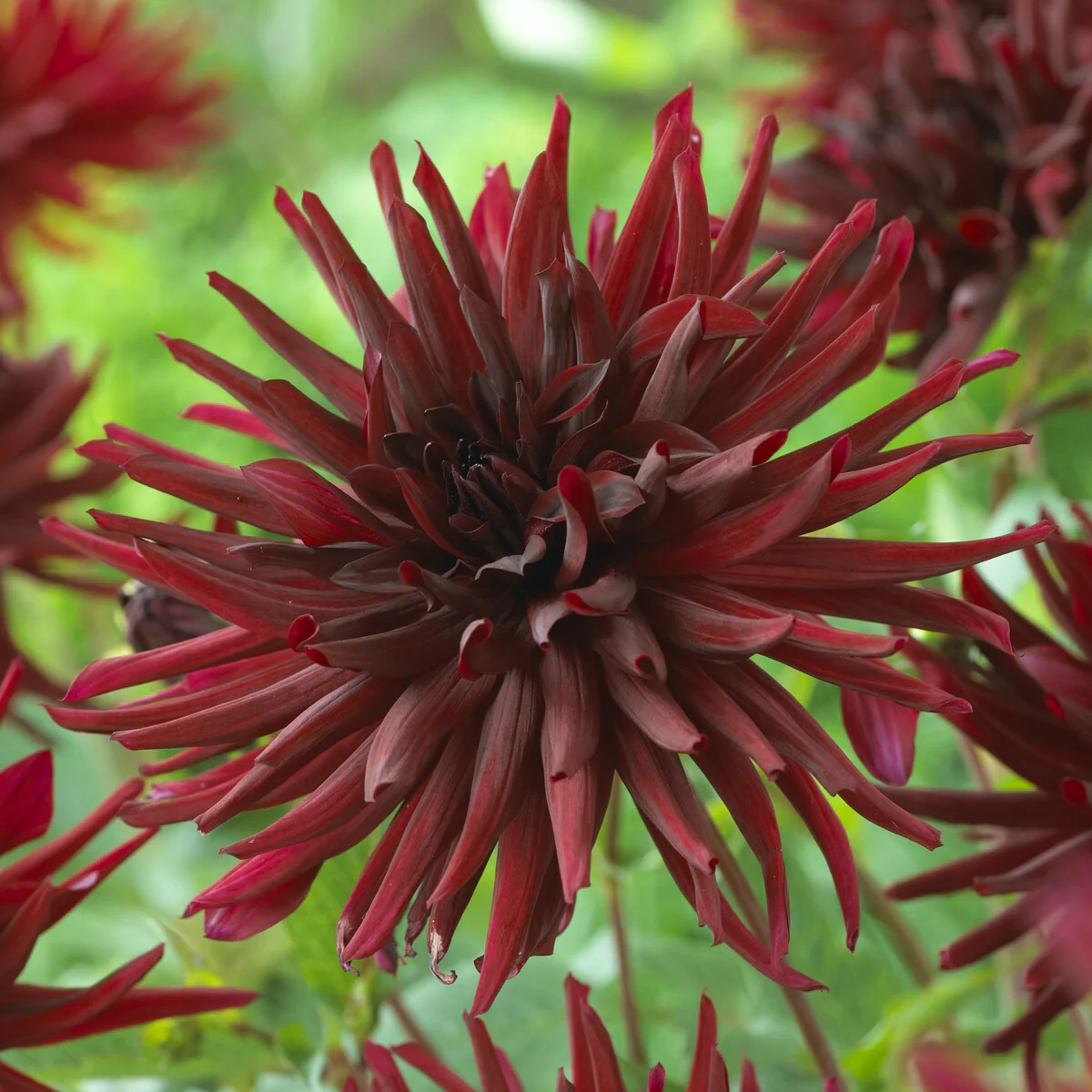 Cactus dahlia 'Black Narcissus' (x3)