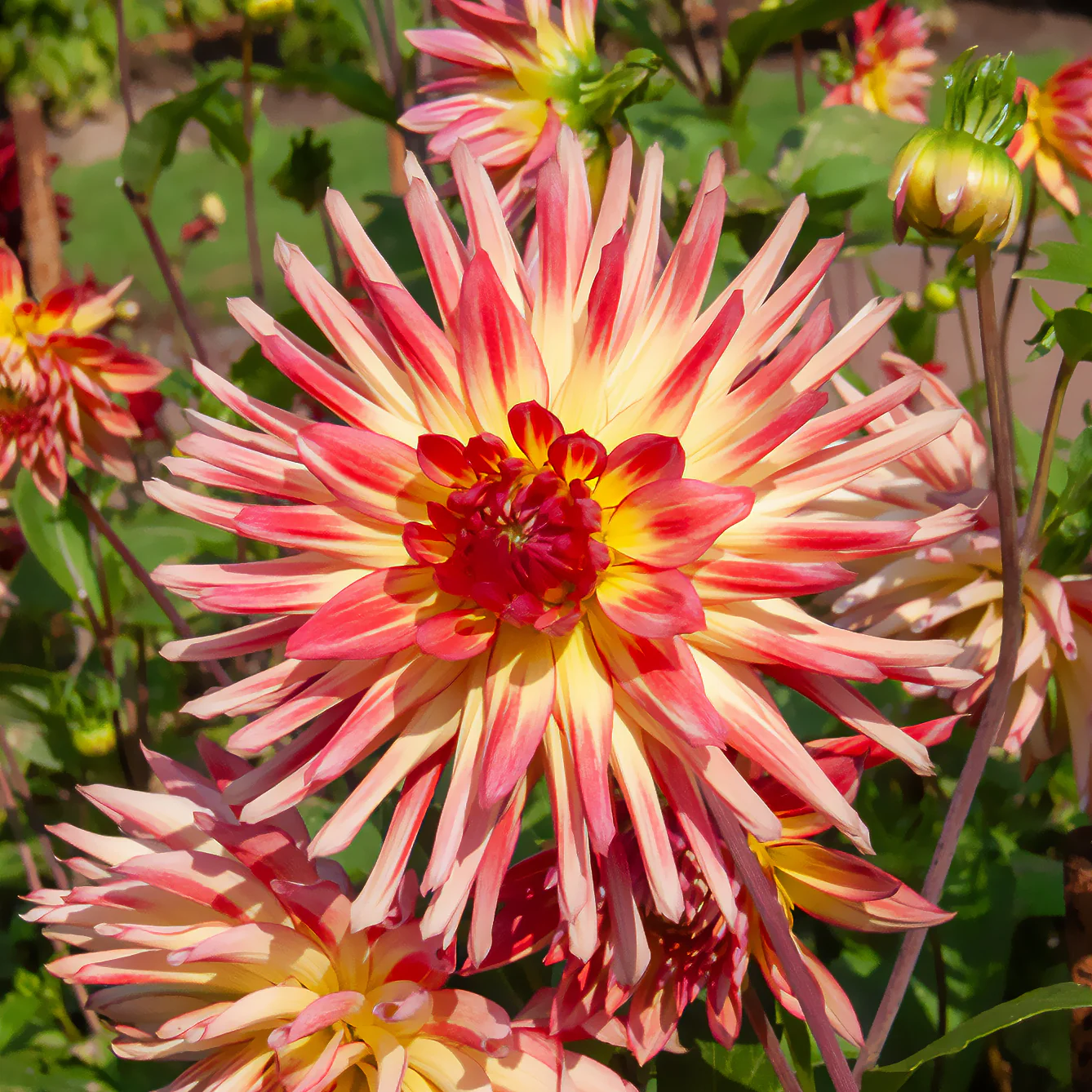 Cactus Dahlia 'Firebird' (x3) - Image 2