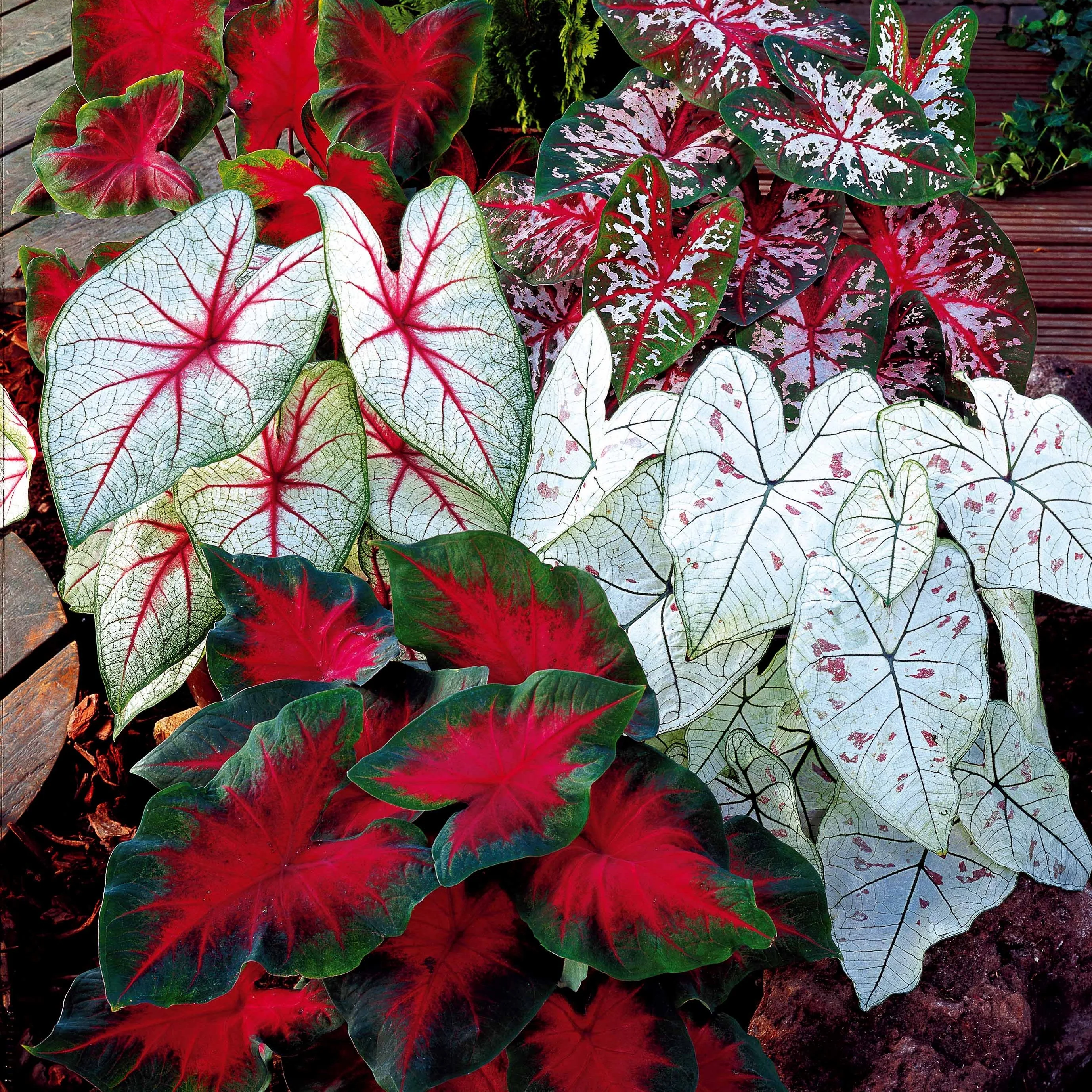Caladium Mix (x3)