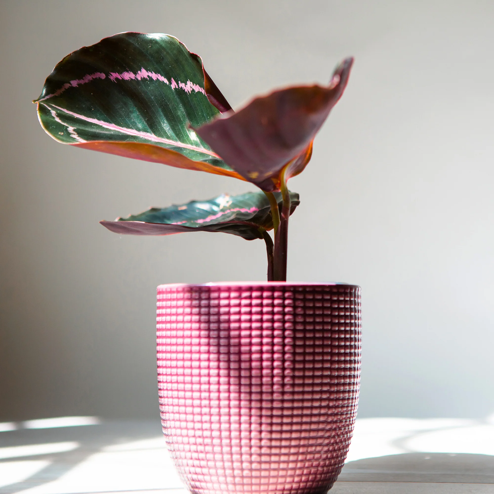 Calathea roseopicta 'Dottie' / Pauwenplant - Image 2