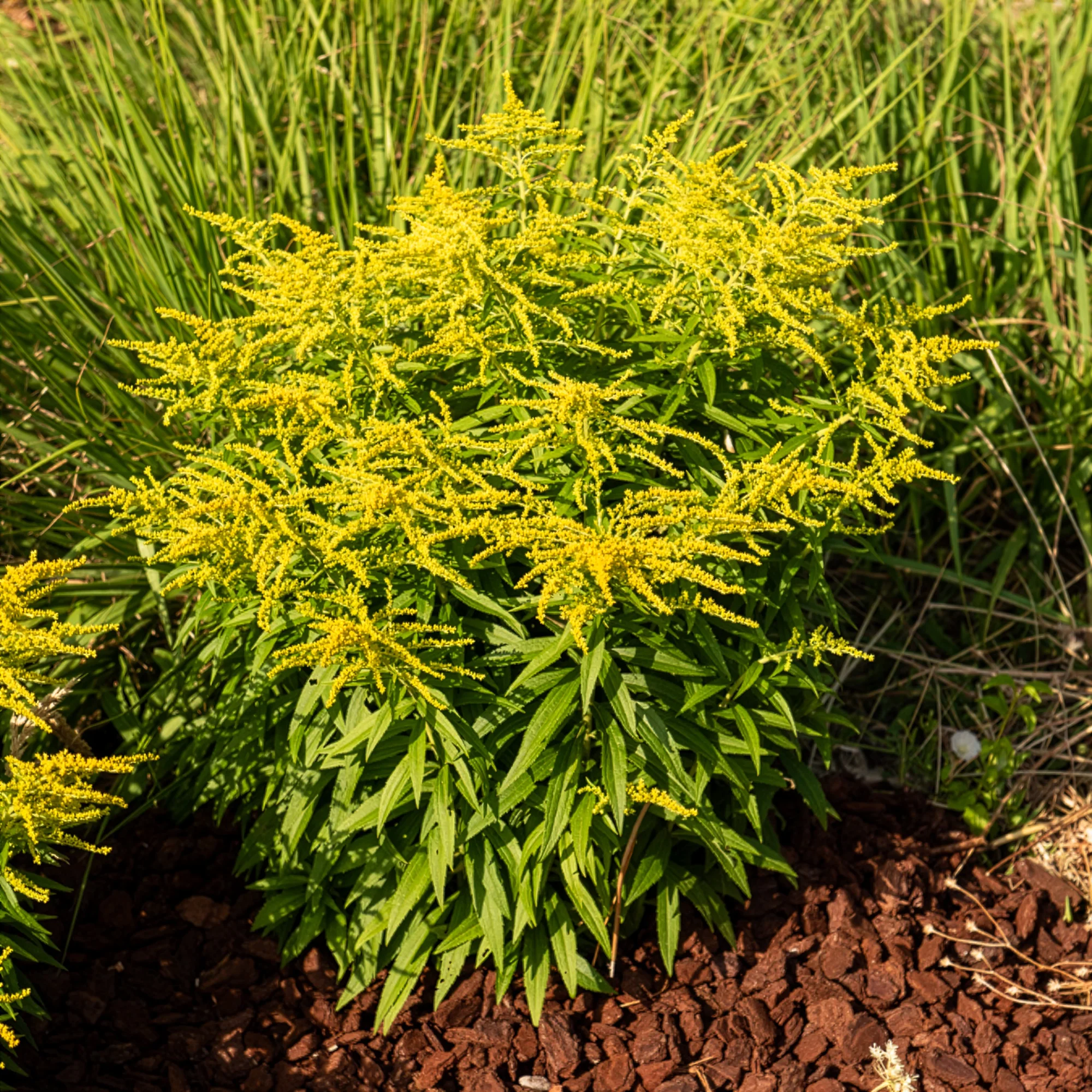 Canadese guldenroede  Golden Dwarf