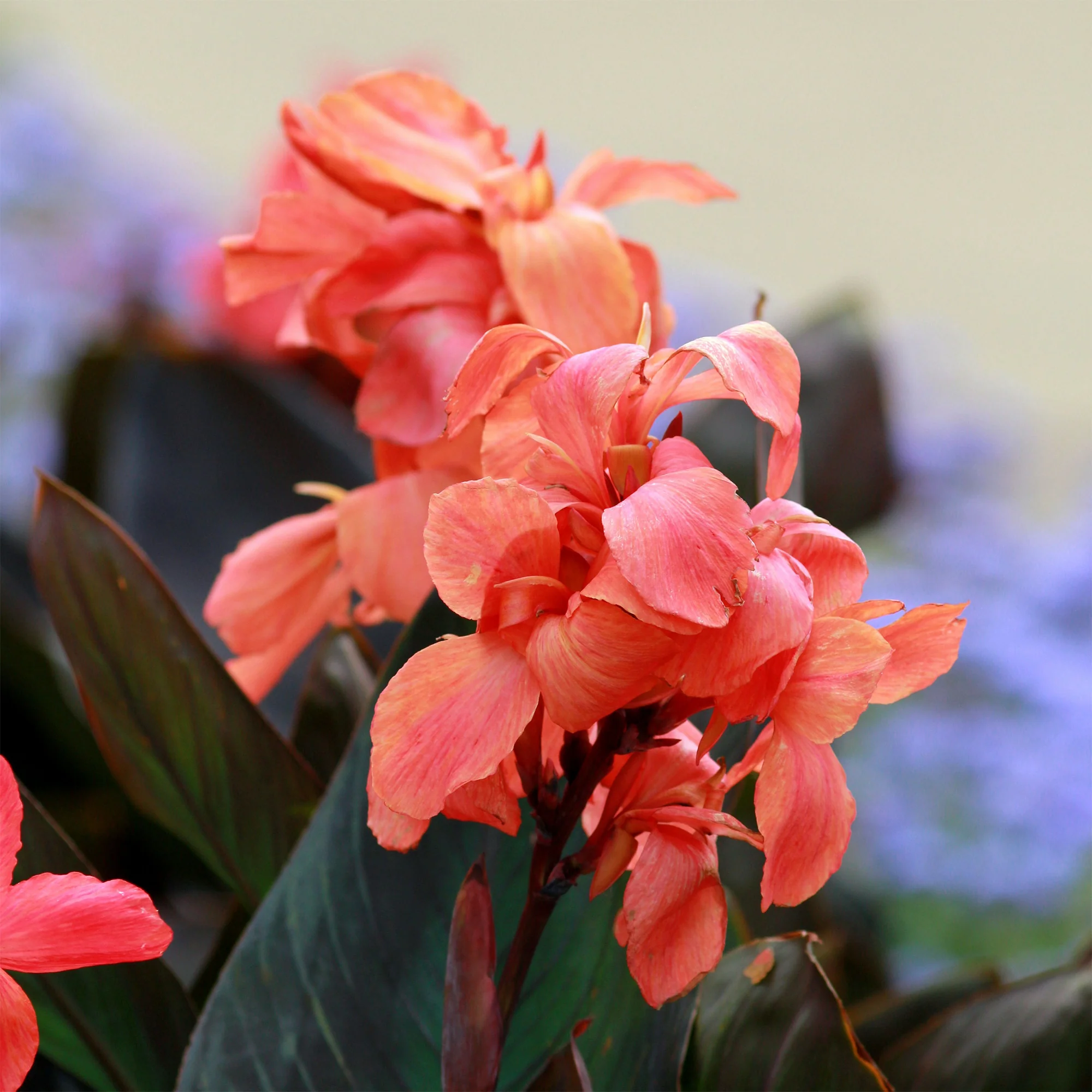Canna Angelique