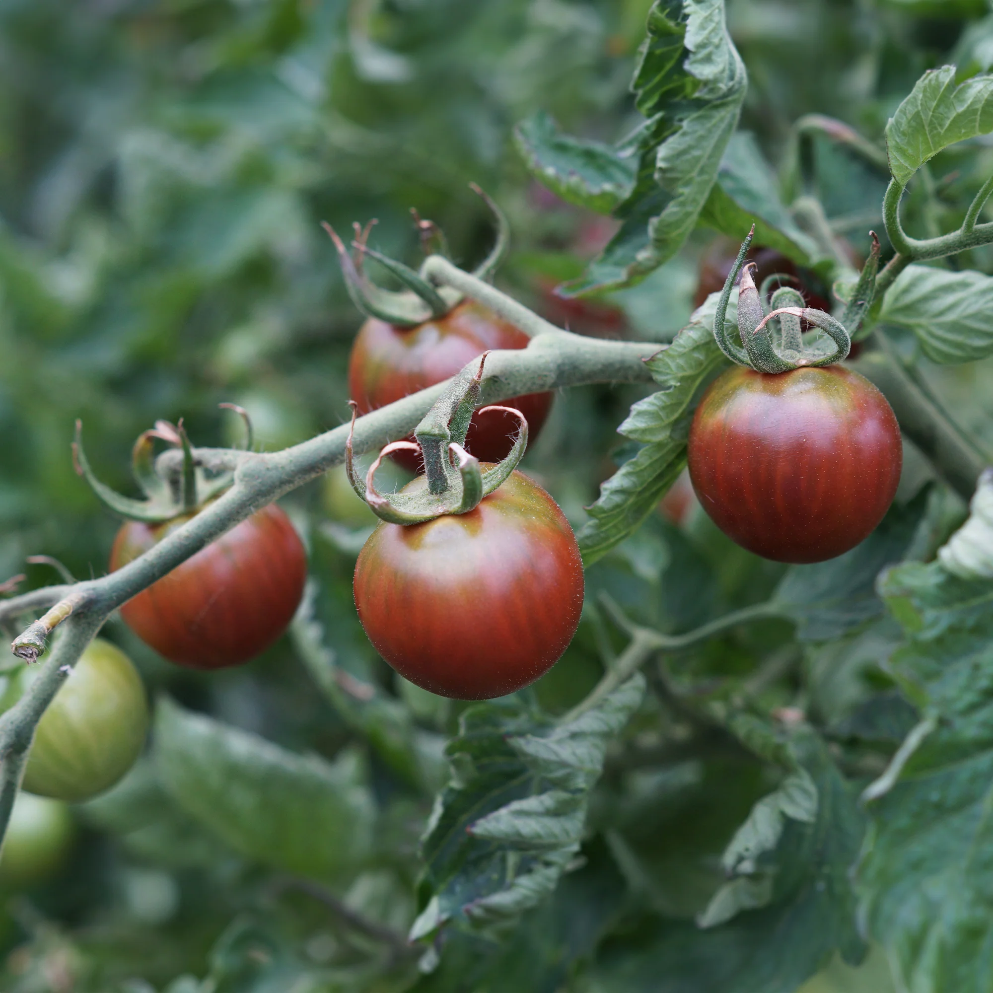 Cherrytomaat 'Chocolate Cherry'