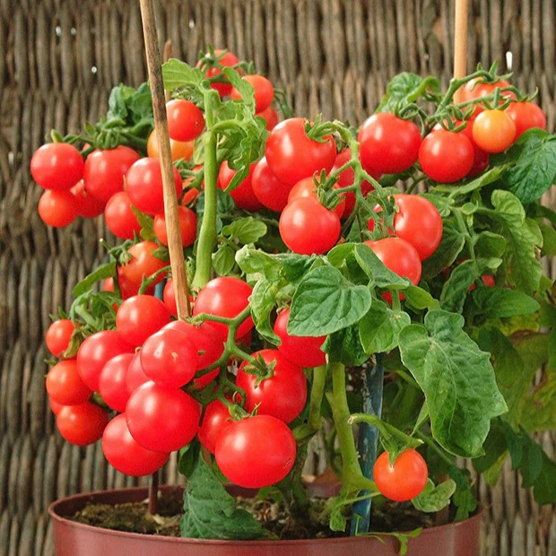 Cherrytomaat 'Minibel' - Image 2