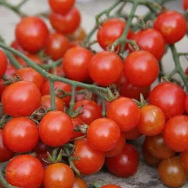 Cherrytomaat 'Sweety' - BIO