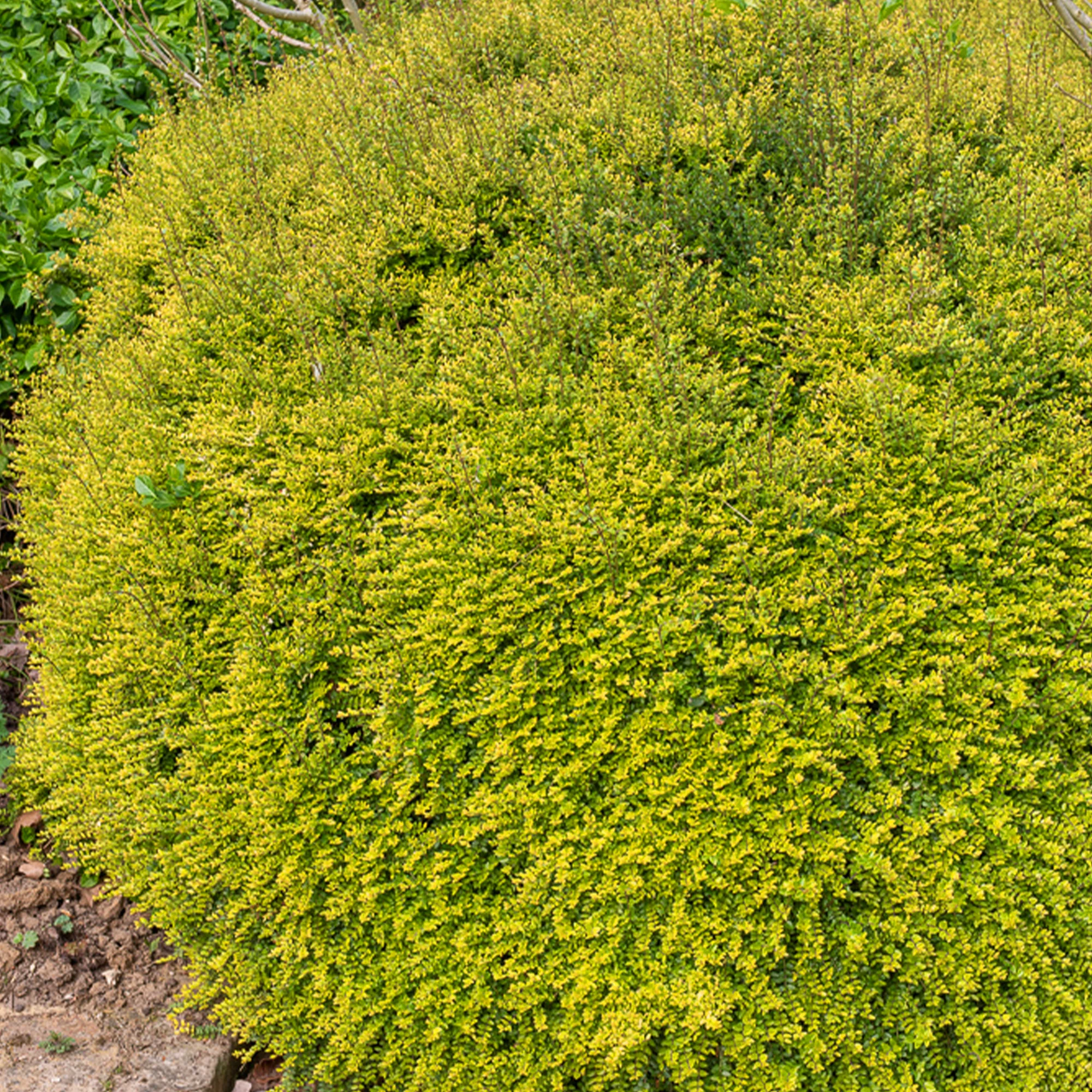 Chinese Kamperfoelie 'Baggesen's Gold'