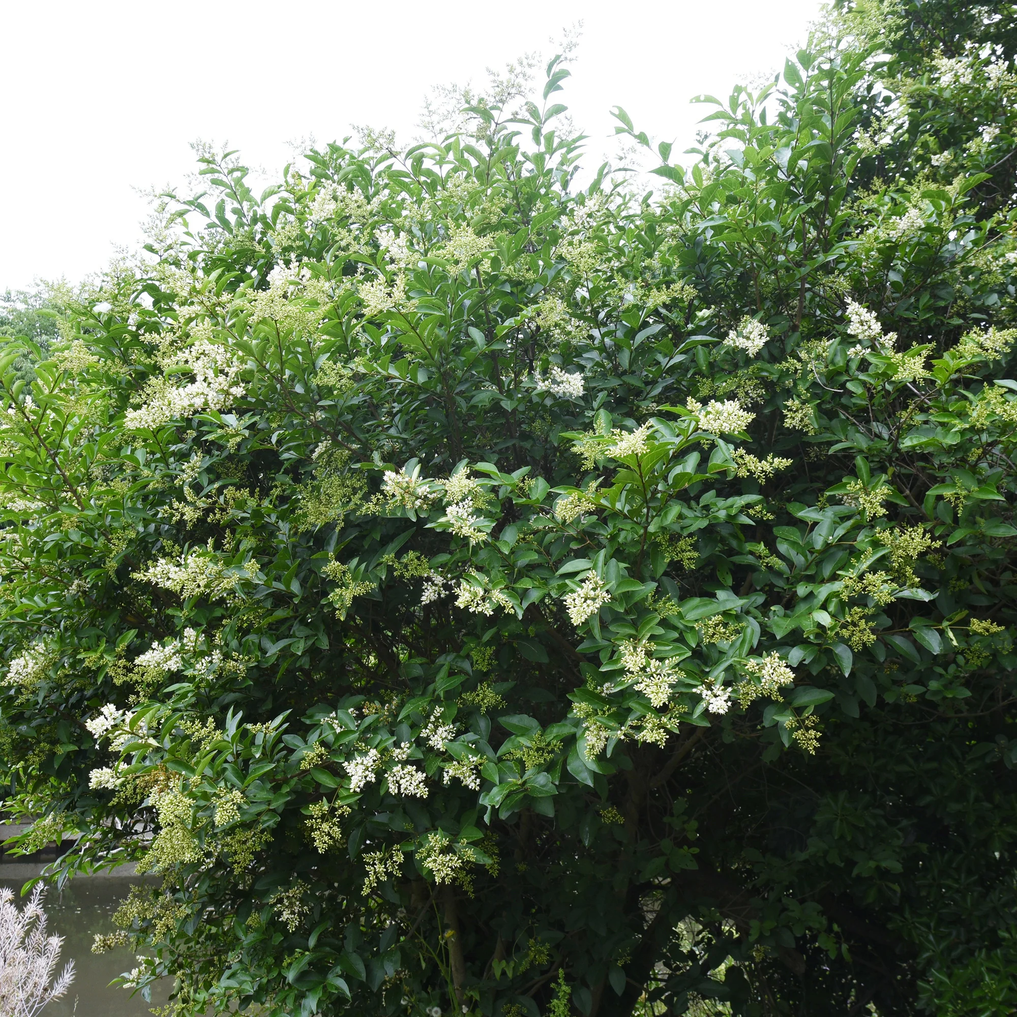 Chinese Liguster