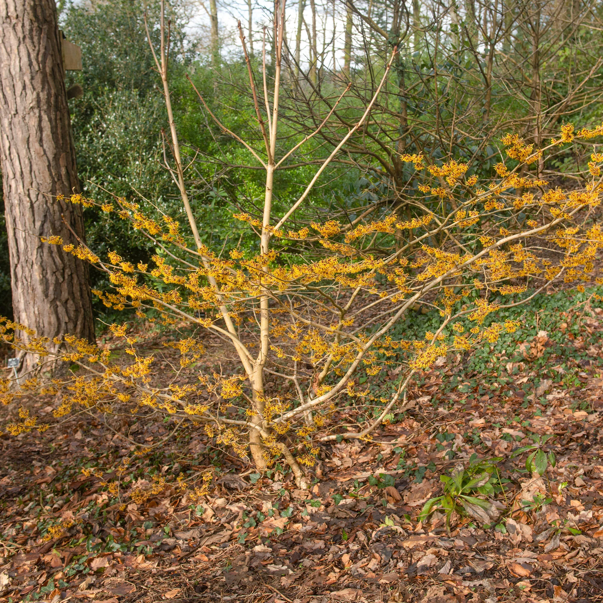 Orange Beauty' Chinese toverhazelaar