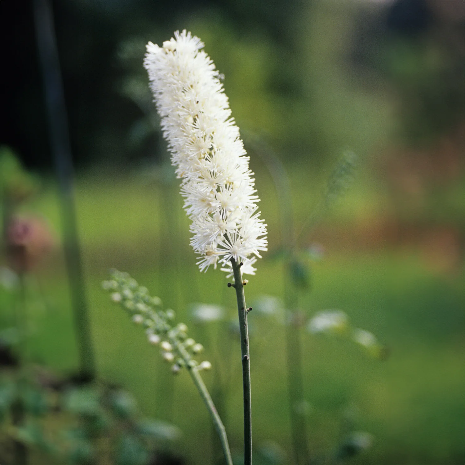 Christoffelkruid Bugbane - Image 2