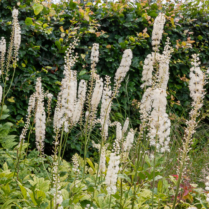 Christoffelkruid Bugbane - Image 3