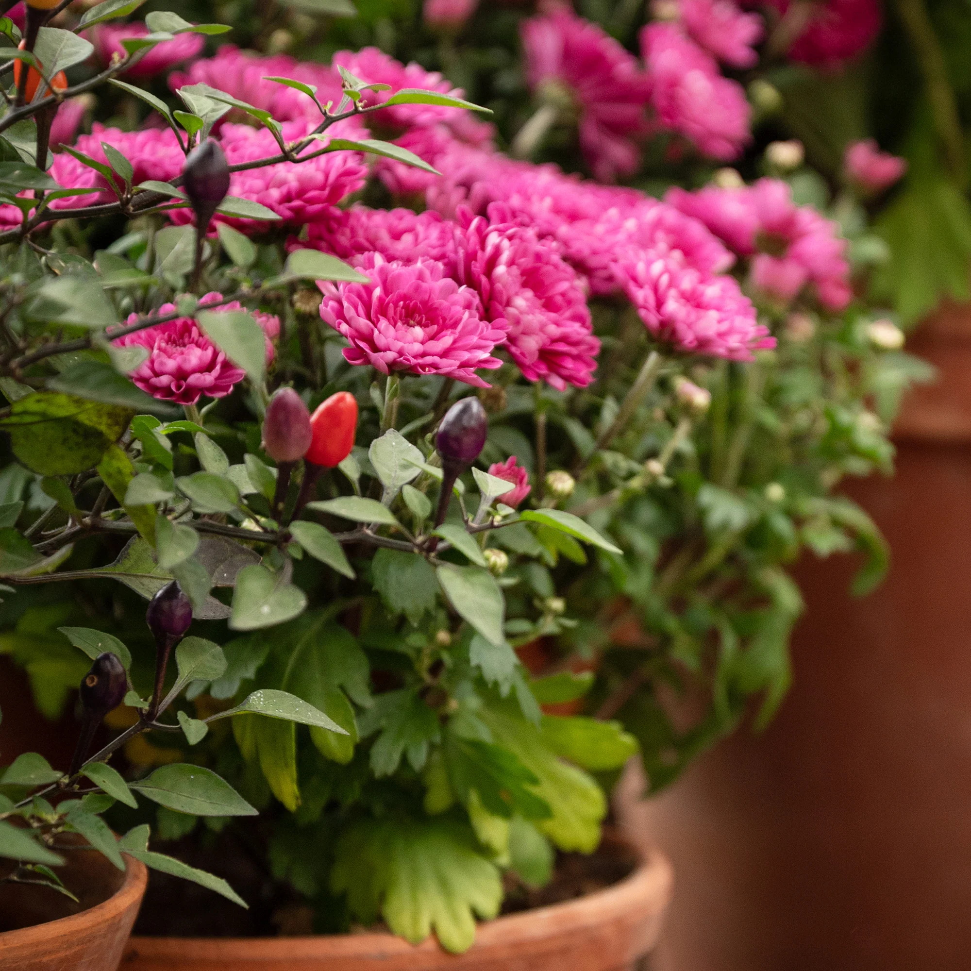Chrysant fuchsia