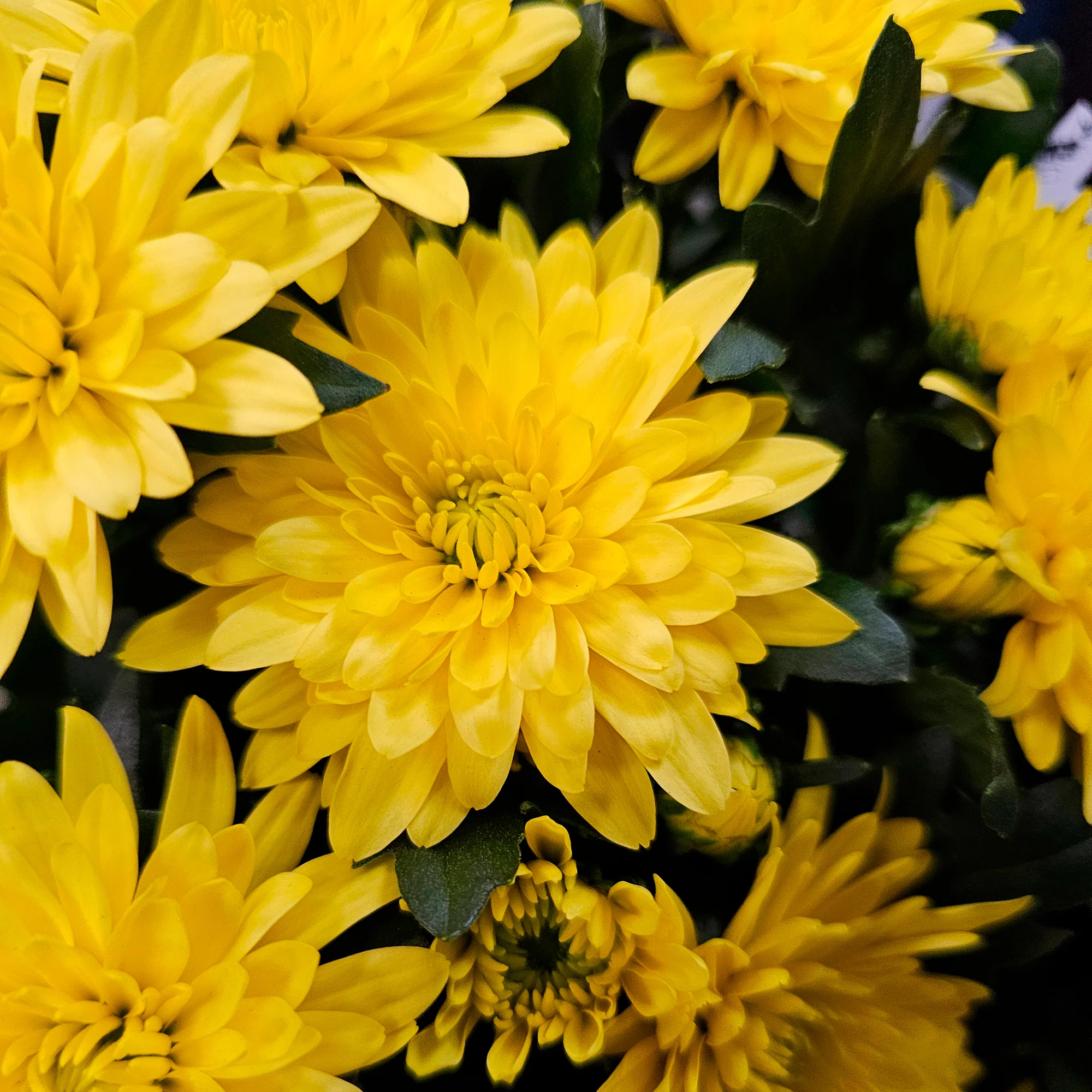 Chrysant  geel
