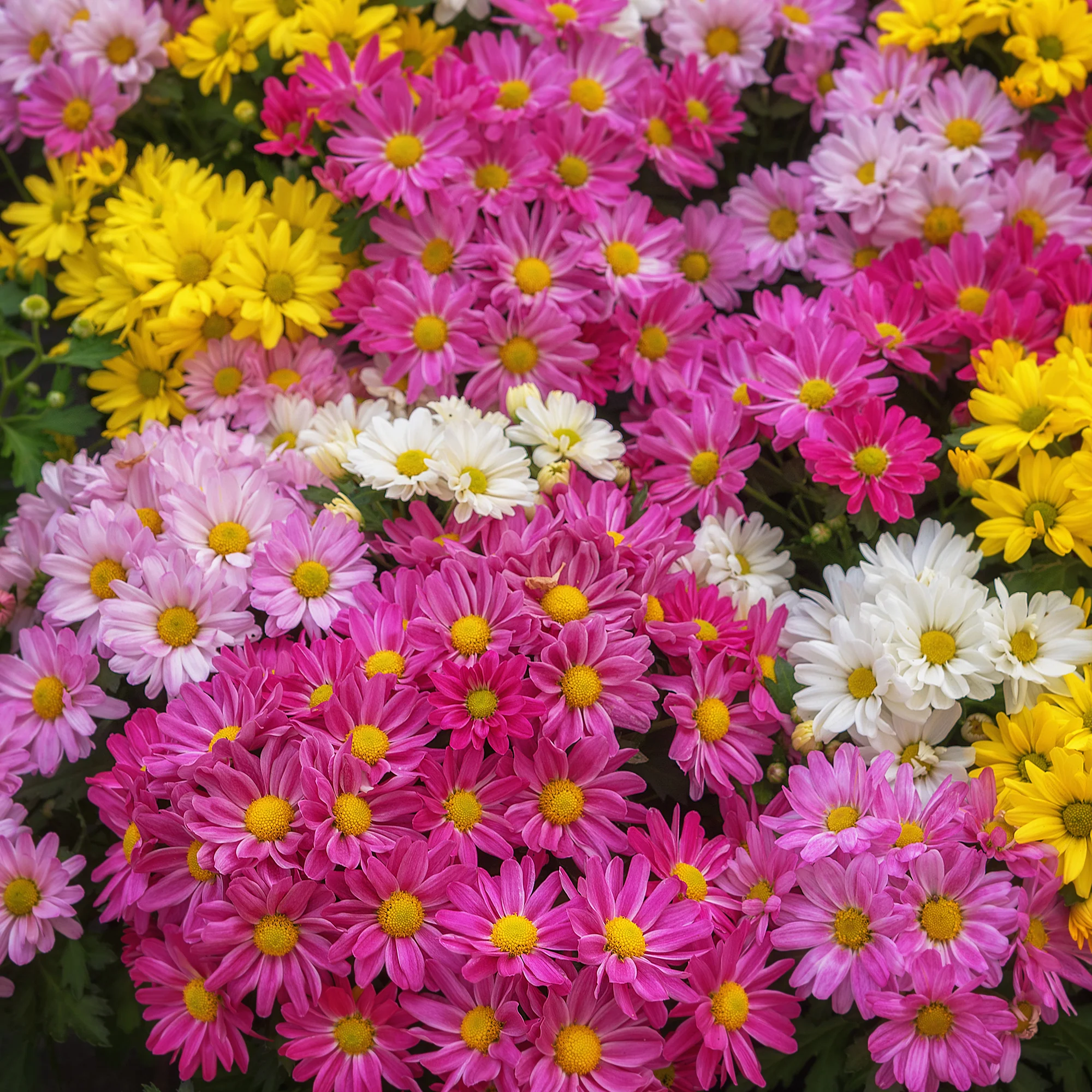 Chrysant meerbloemig Carnaval