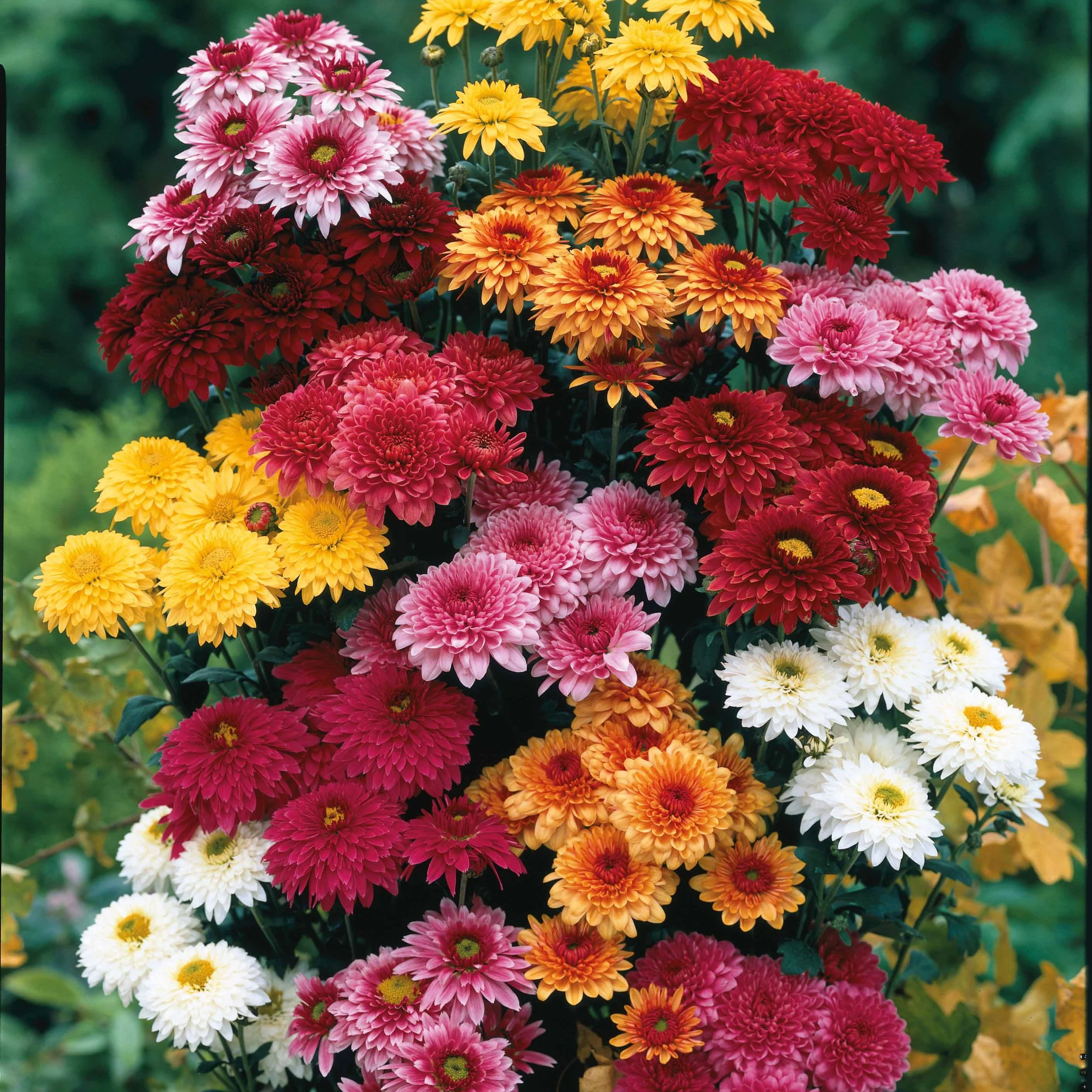 Chrysant Mix (x3) - Image 2