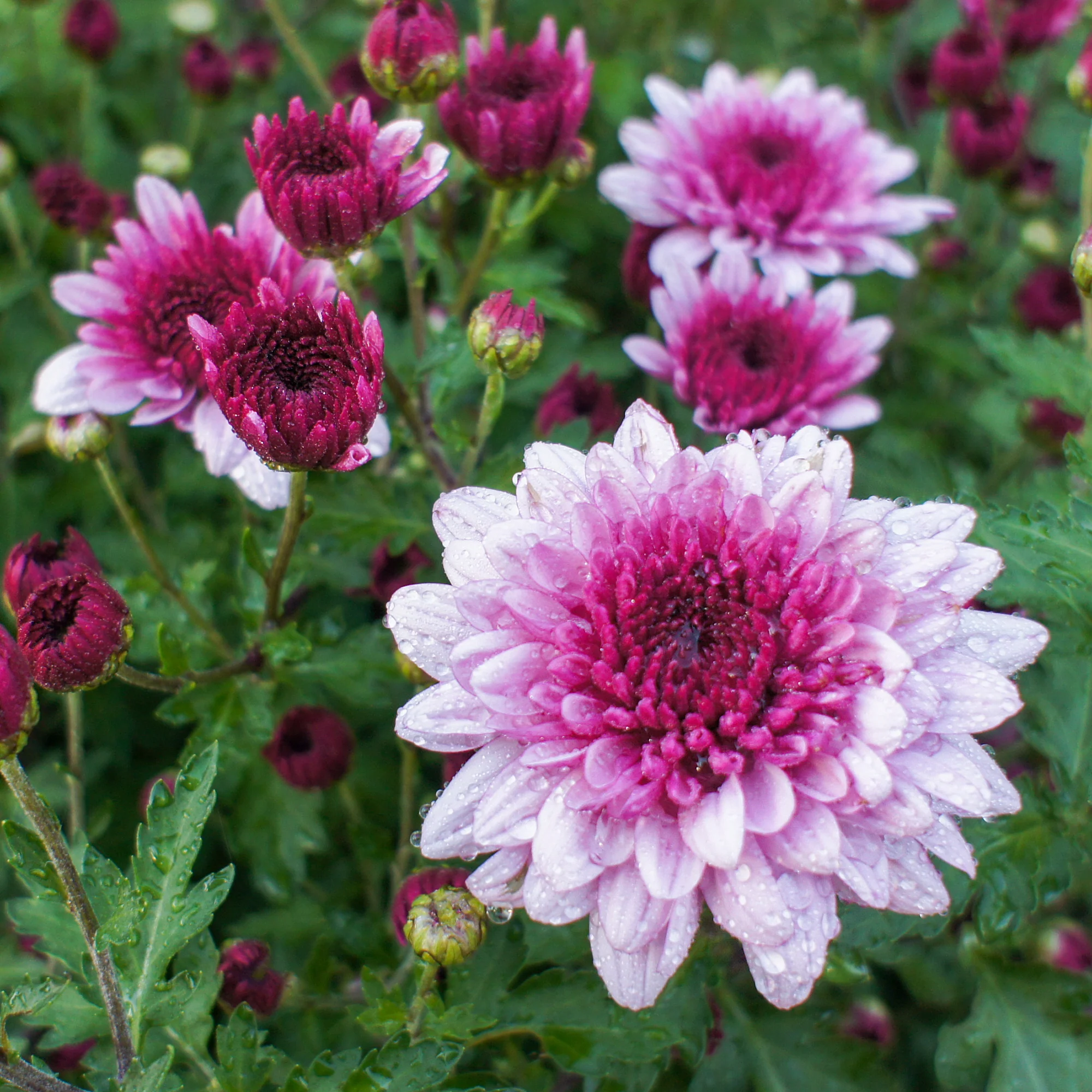 Chrysant roze - Image 2