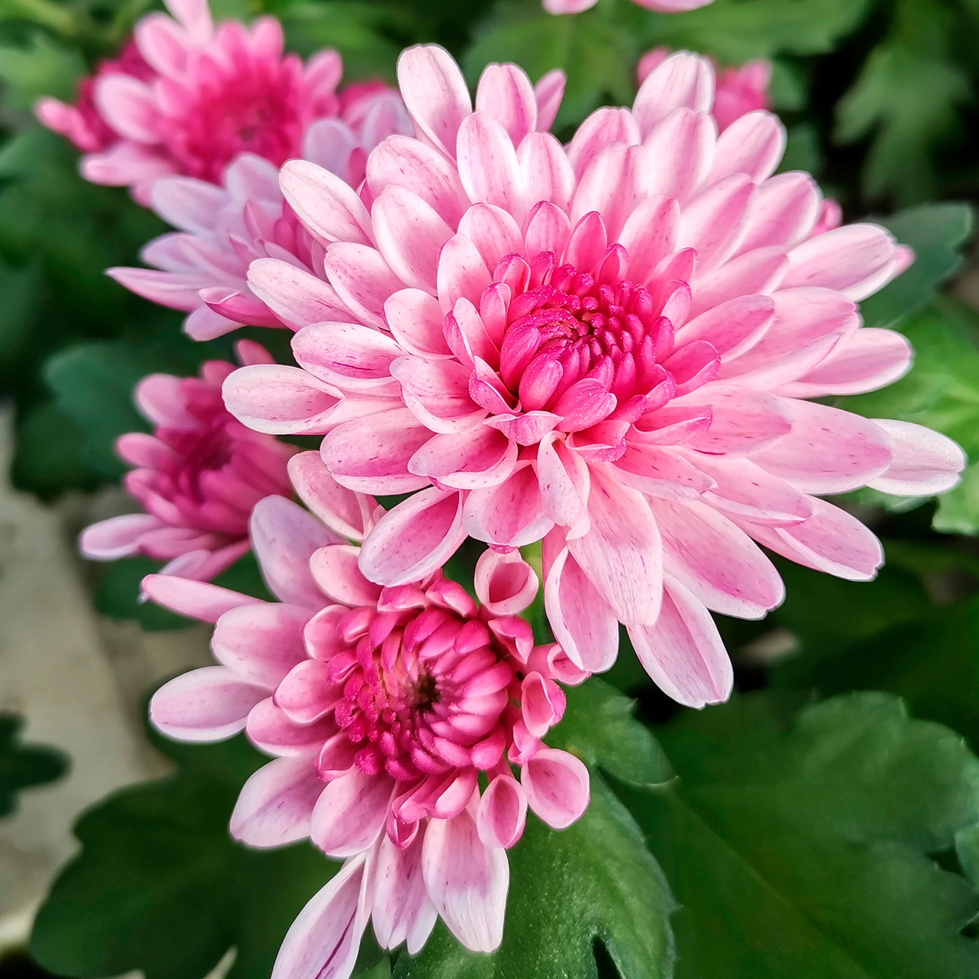 Chrysant roze - Image 3